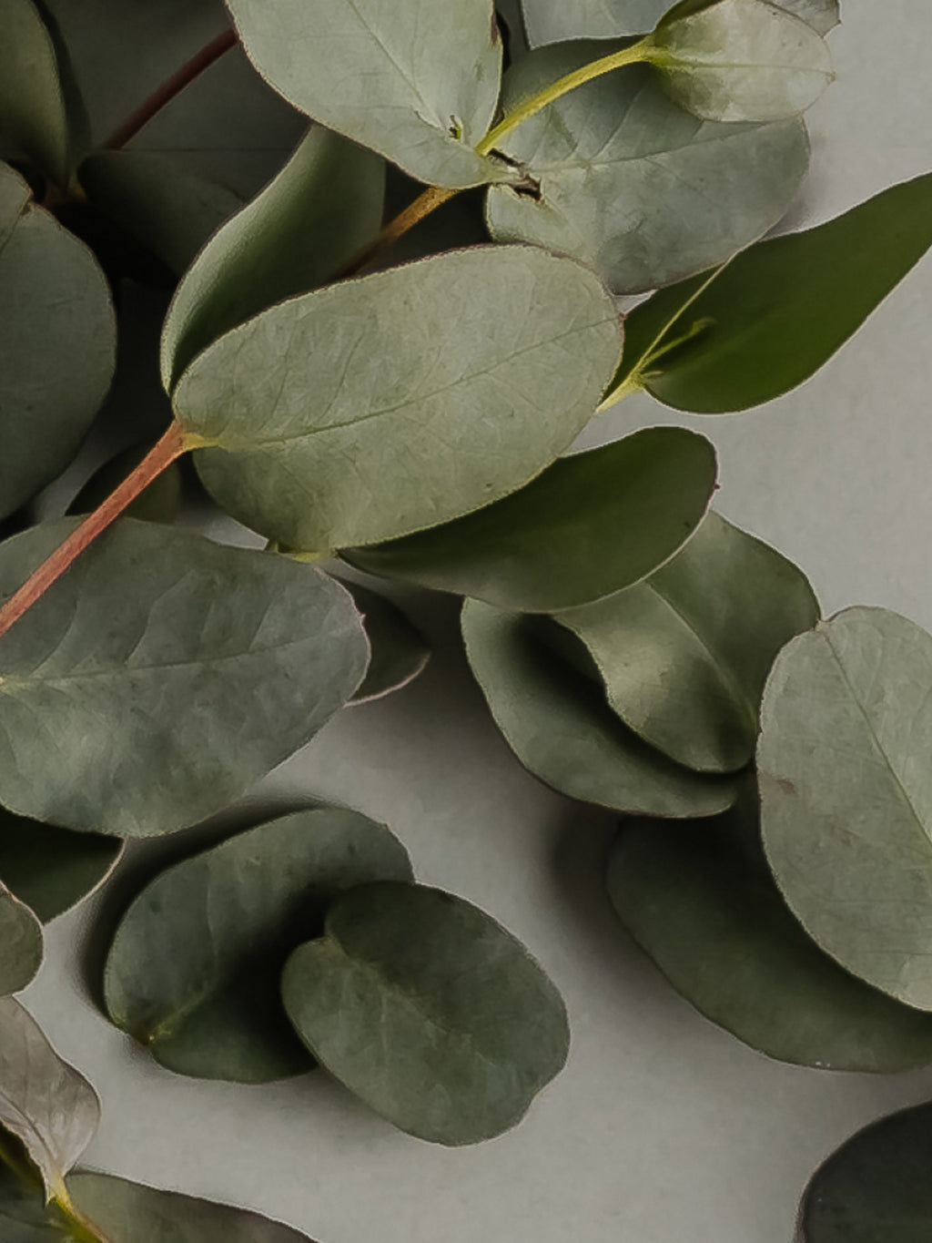 Highland Frost - Better Scent Starts at Home