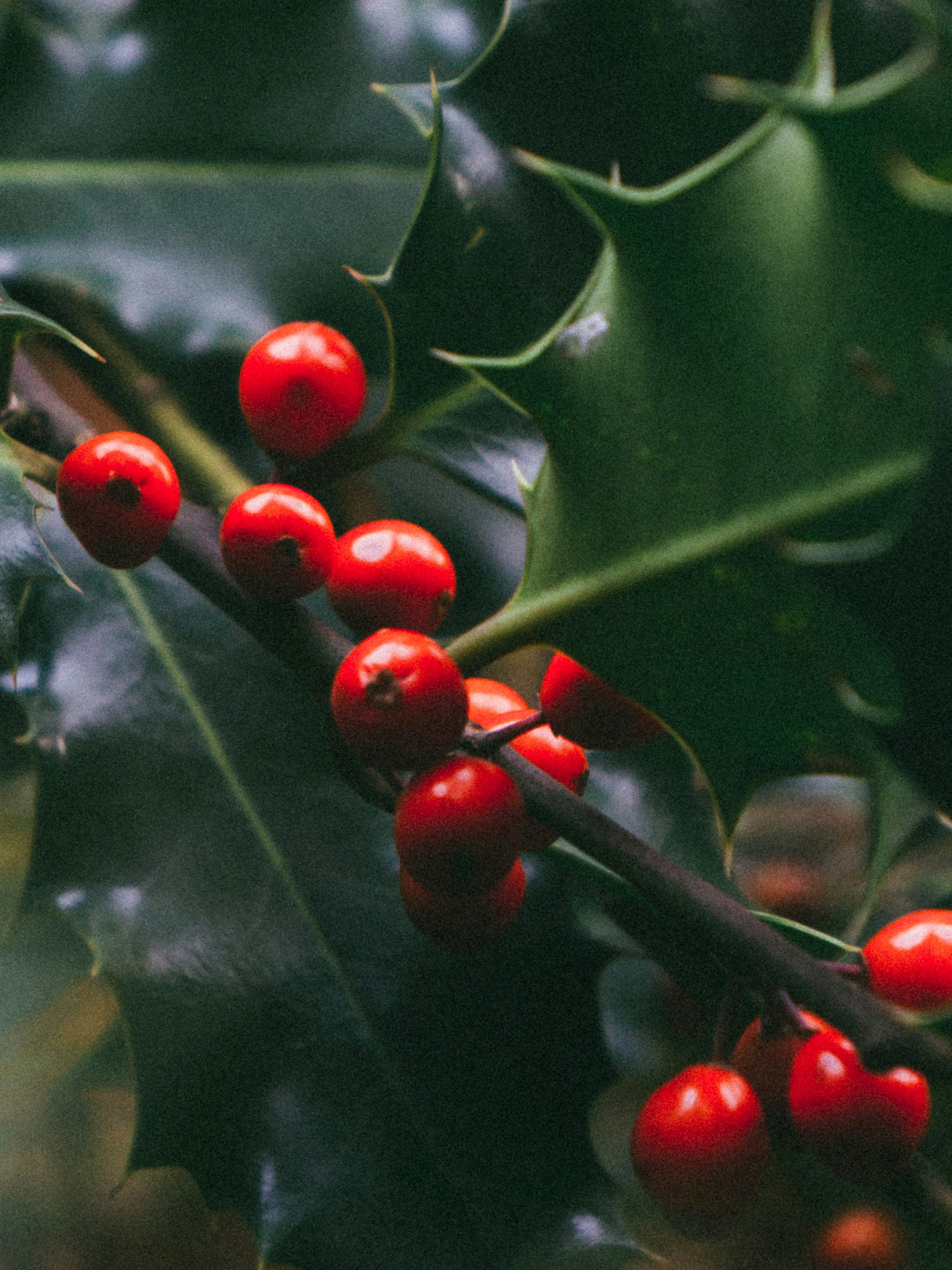 Mistletoe Kiss - Refresh the Air Around You
