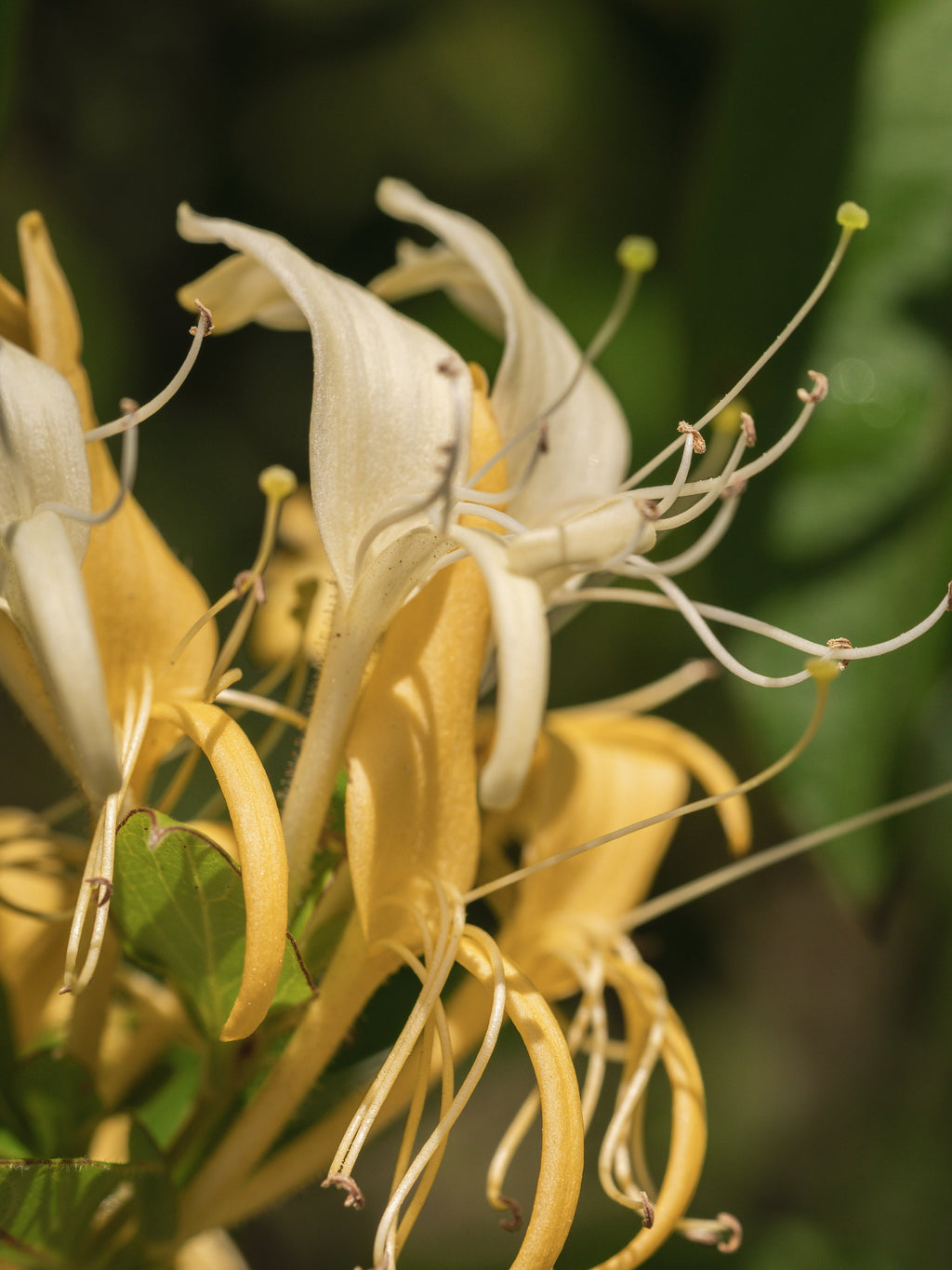 Wild Honeysuckle - Discover Freshness for Home