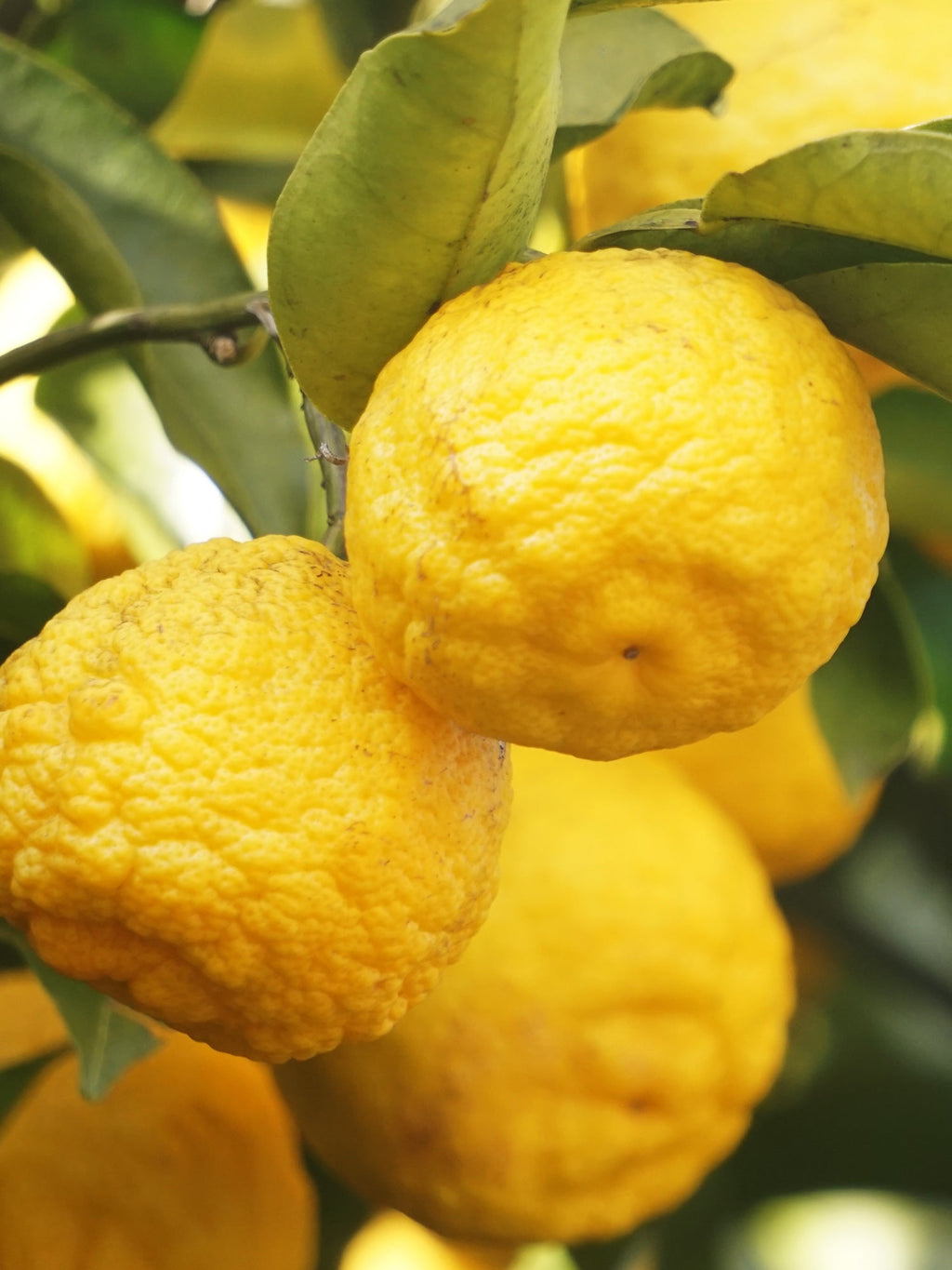Sunlit Yuzu & Neroli - Home Scent With Style