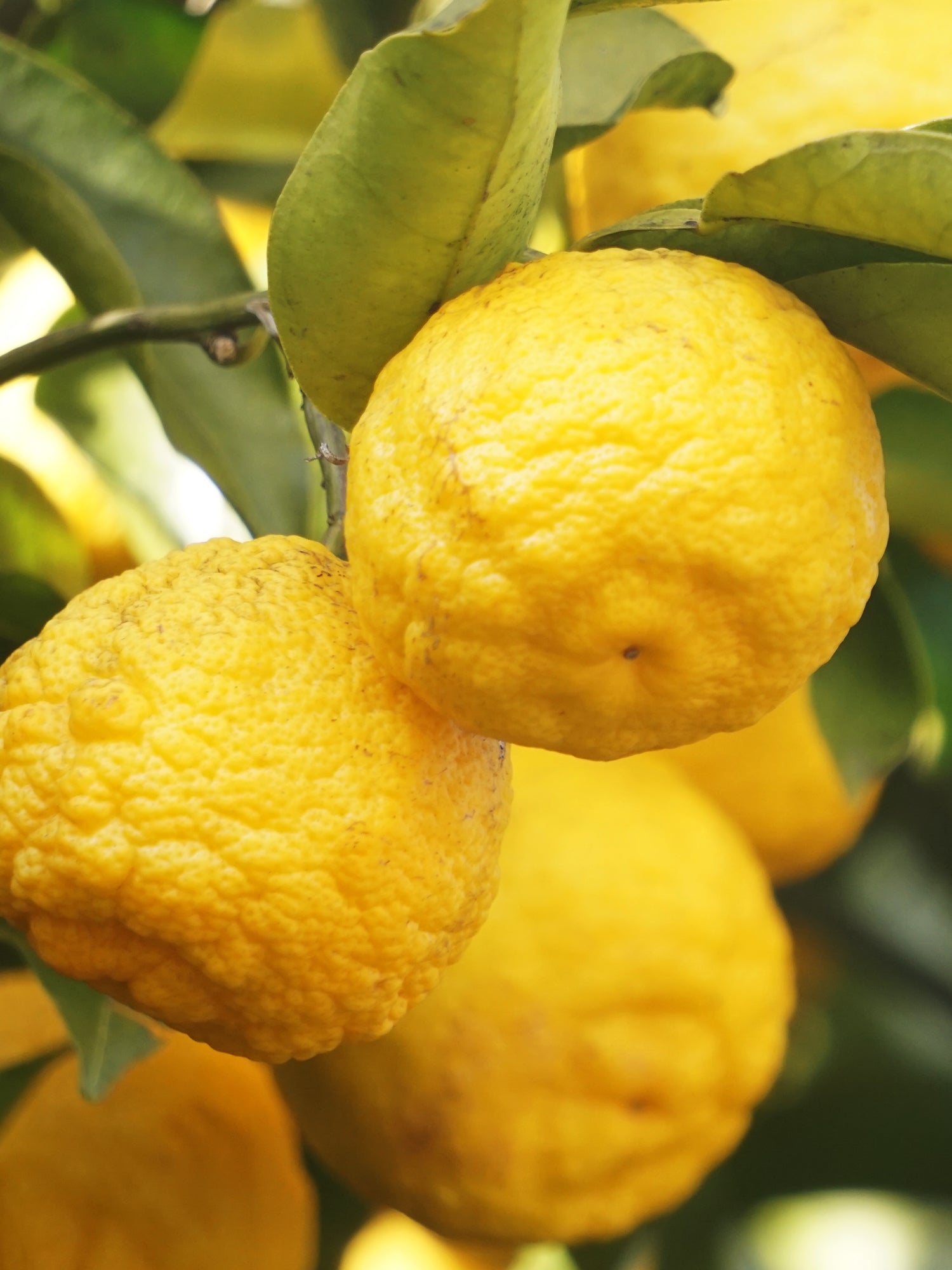 Sunlit Yuzu & Neroli - Home Scent With Style