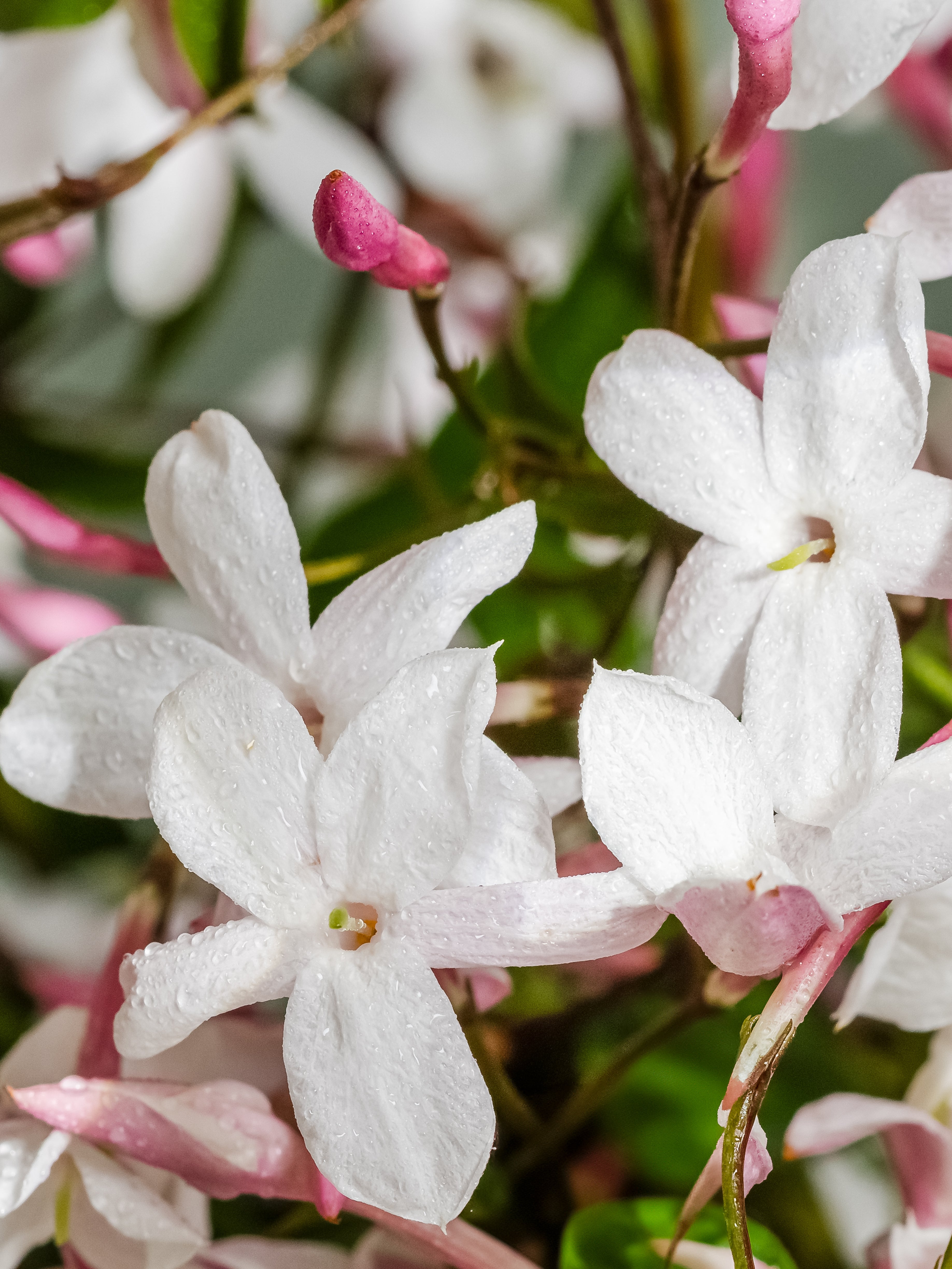 Flowering Currant - Fresh Scents for Fresh Starts