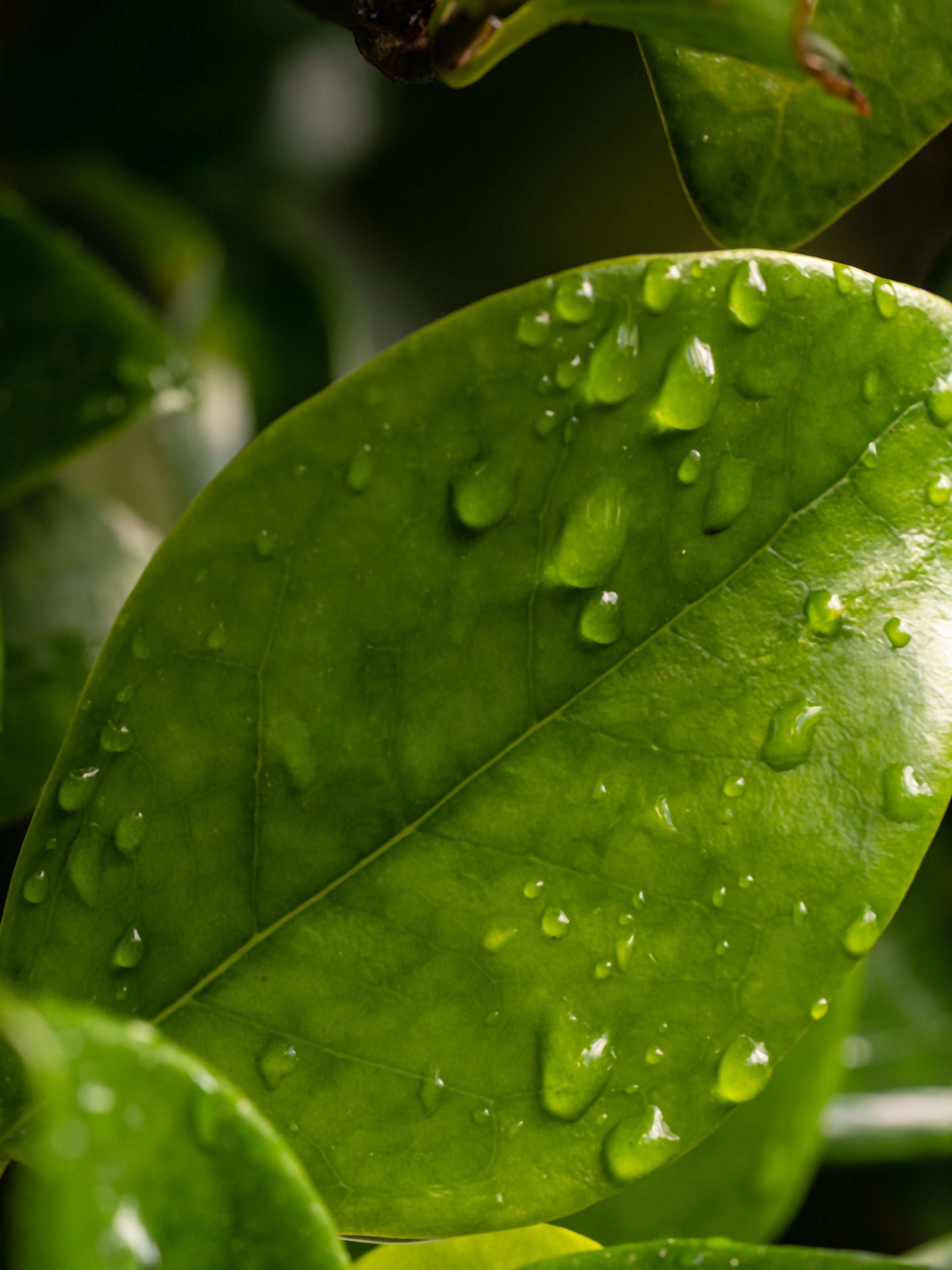 Citrus Leaves - Make Room for Freshness