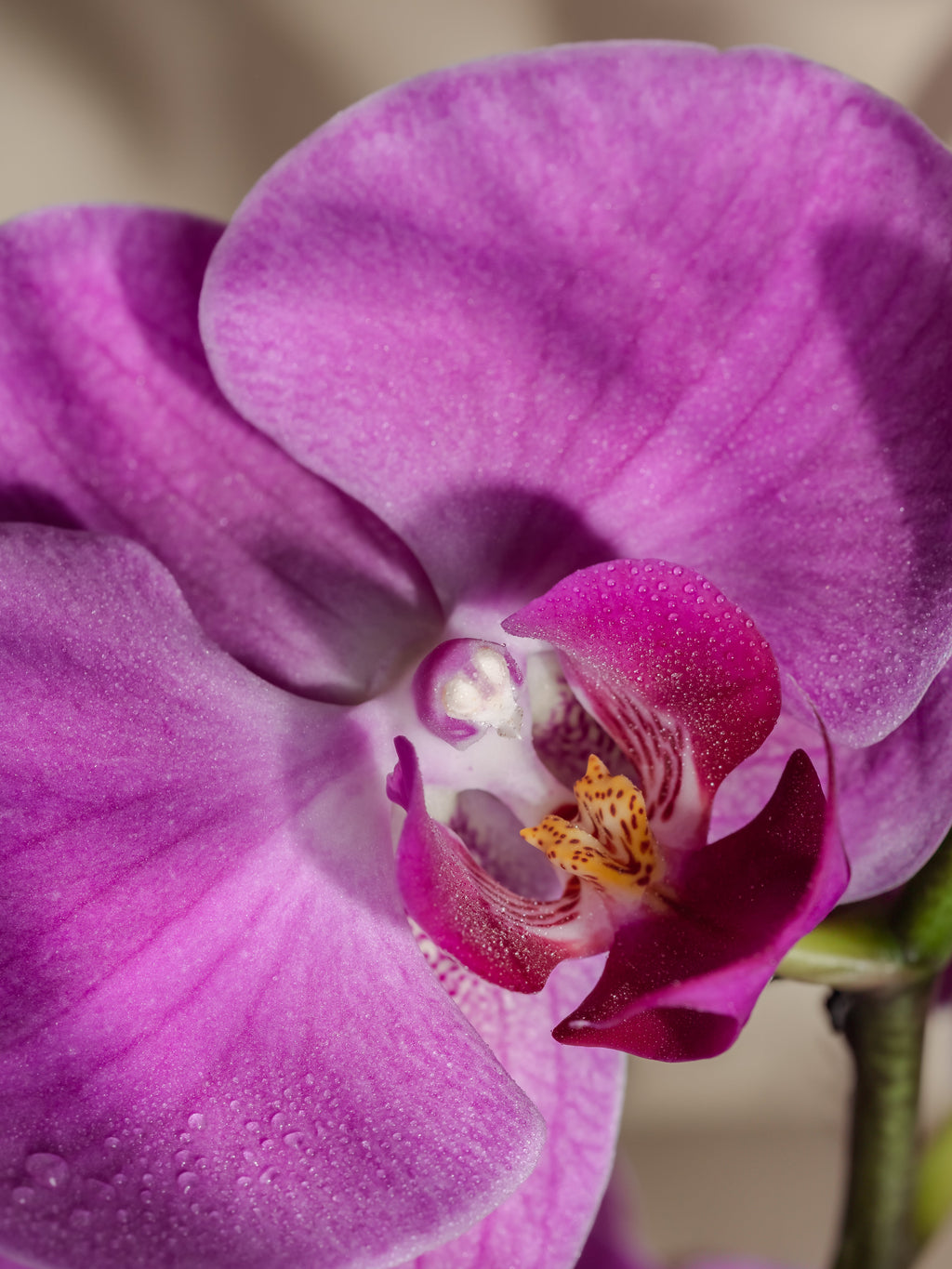 Aloha Orchid - Fragrance That Changes the Room