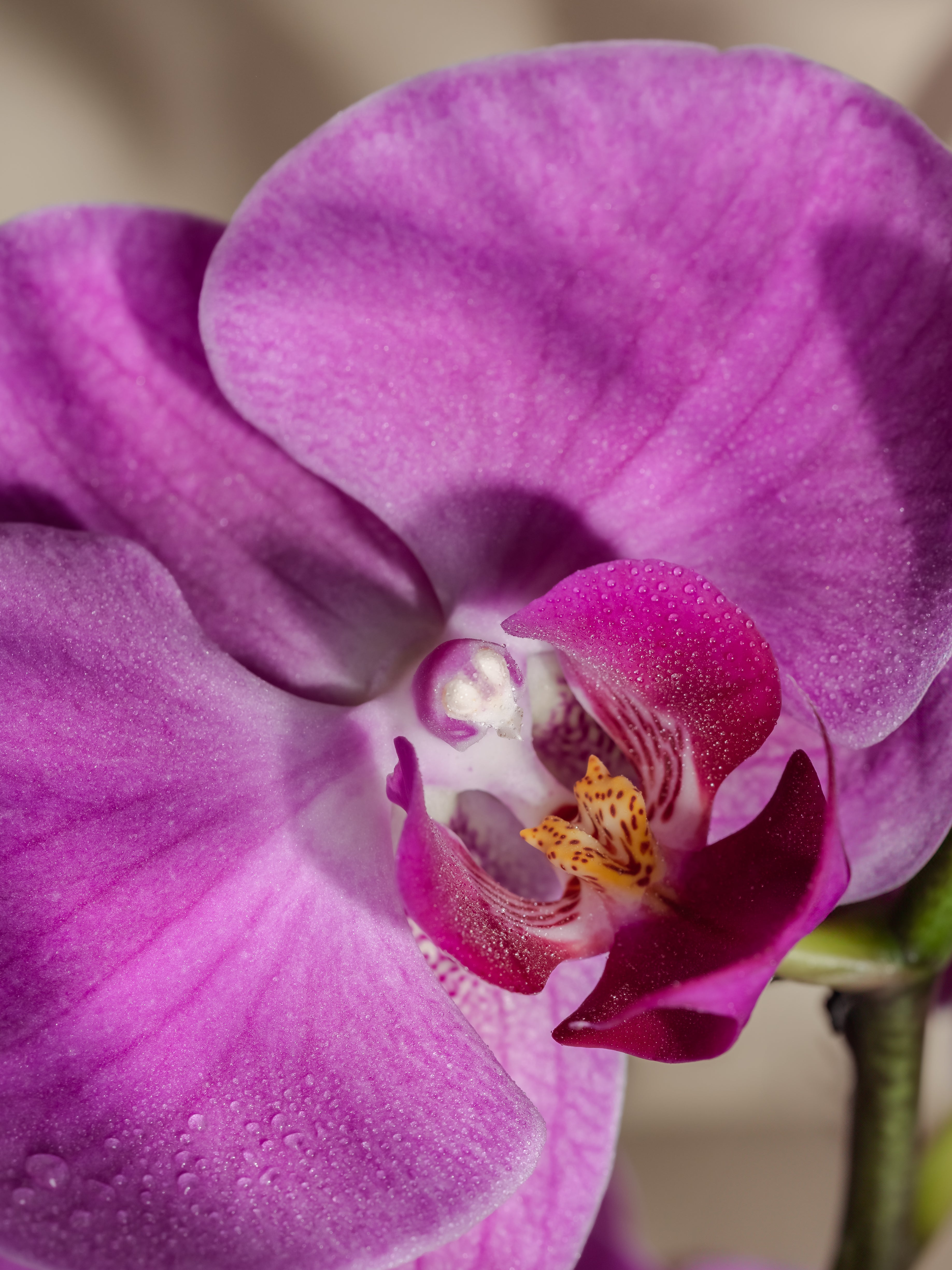 Aloha Orchid - Fragrance That Changes the Room