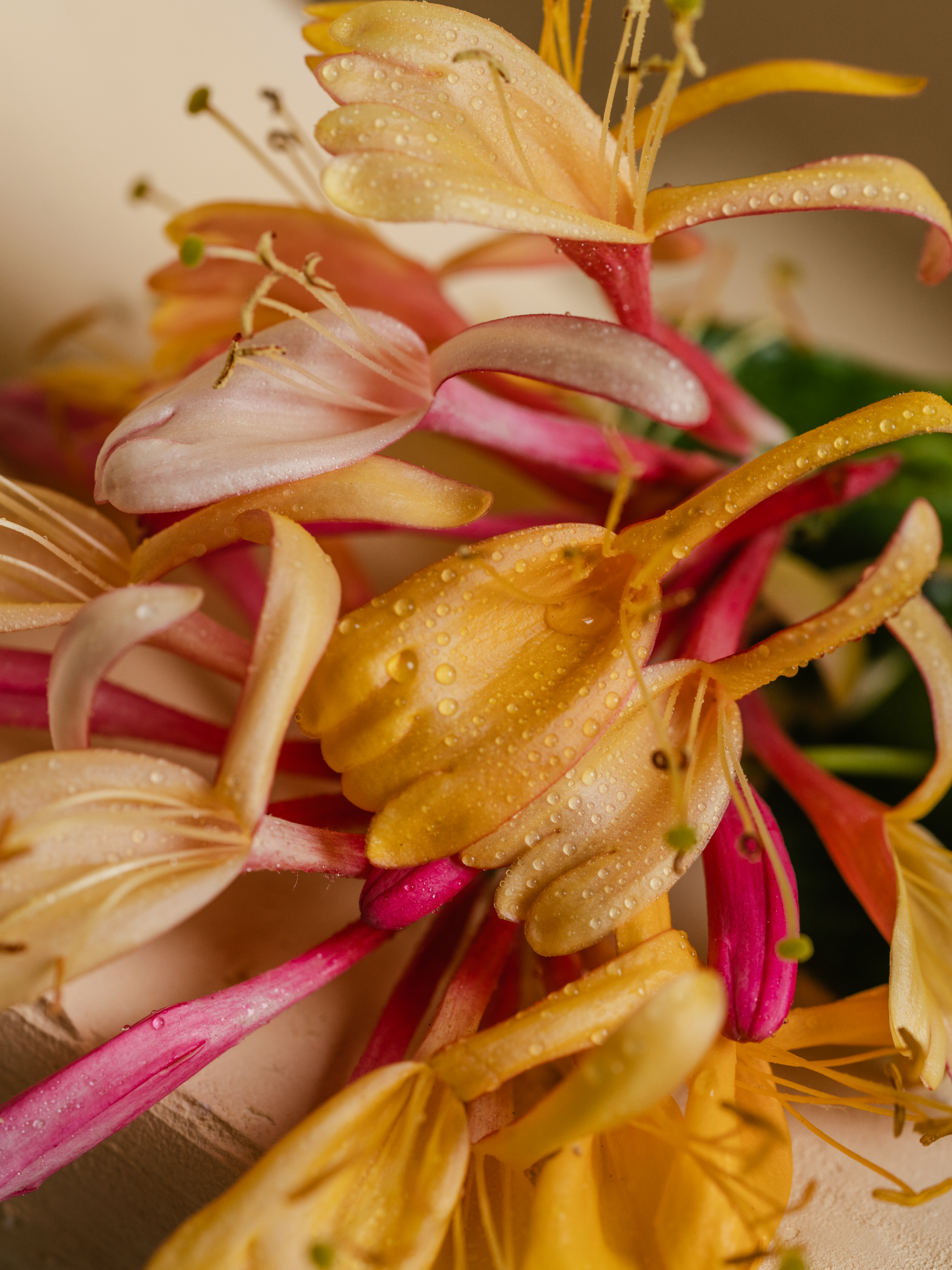 Honeysuckle - Fresh Scent for Busy Days
