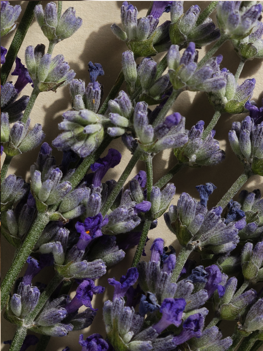 Lavender Balsam - Your Daily Home Refresh