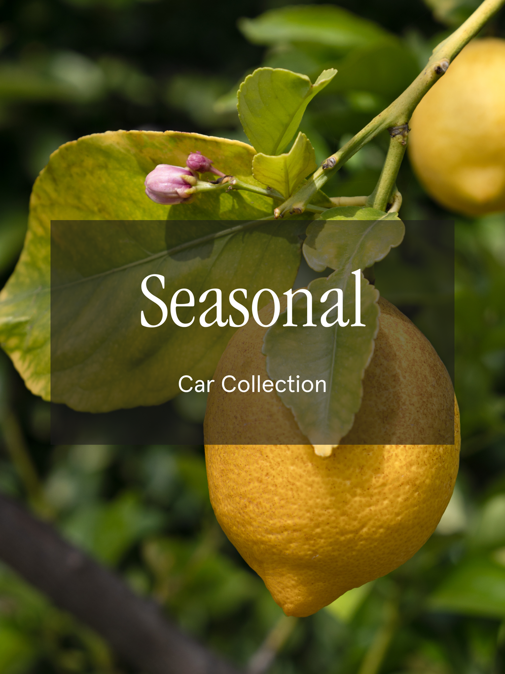 Seasonal - Better Scent for Every Drive