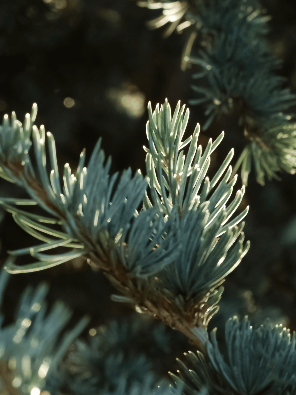 Spruce in Mist - Take Freshness on the Road