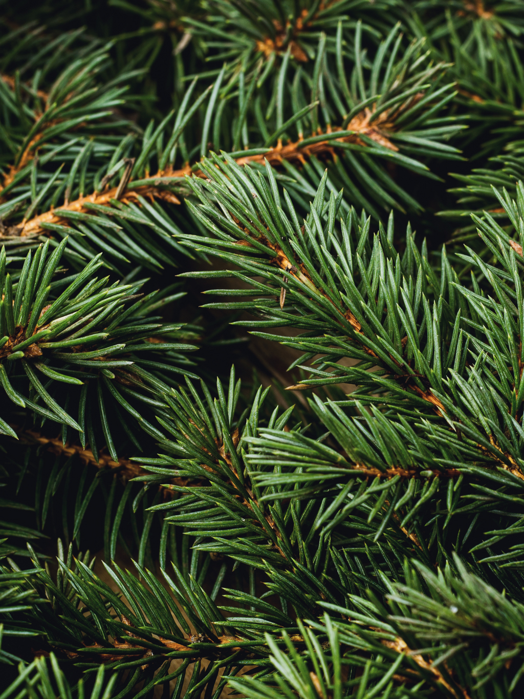 Swiss Pine & Eucalyptus - Fragrance That Fits Your Life