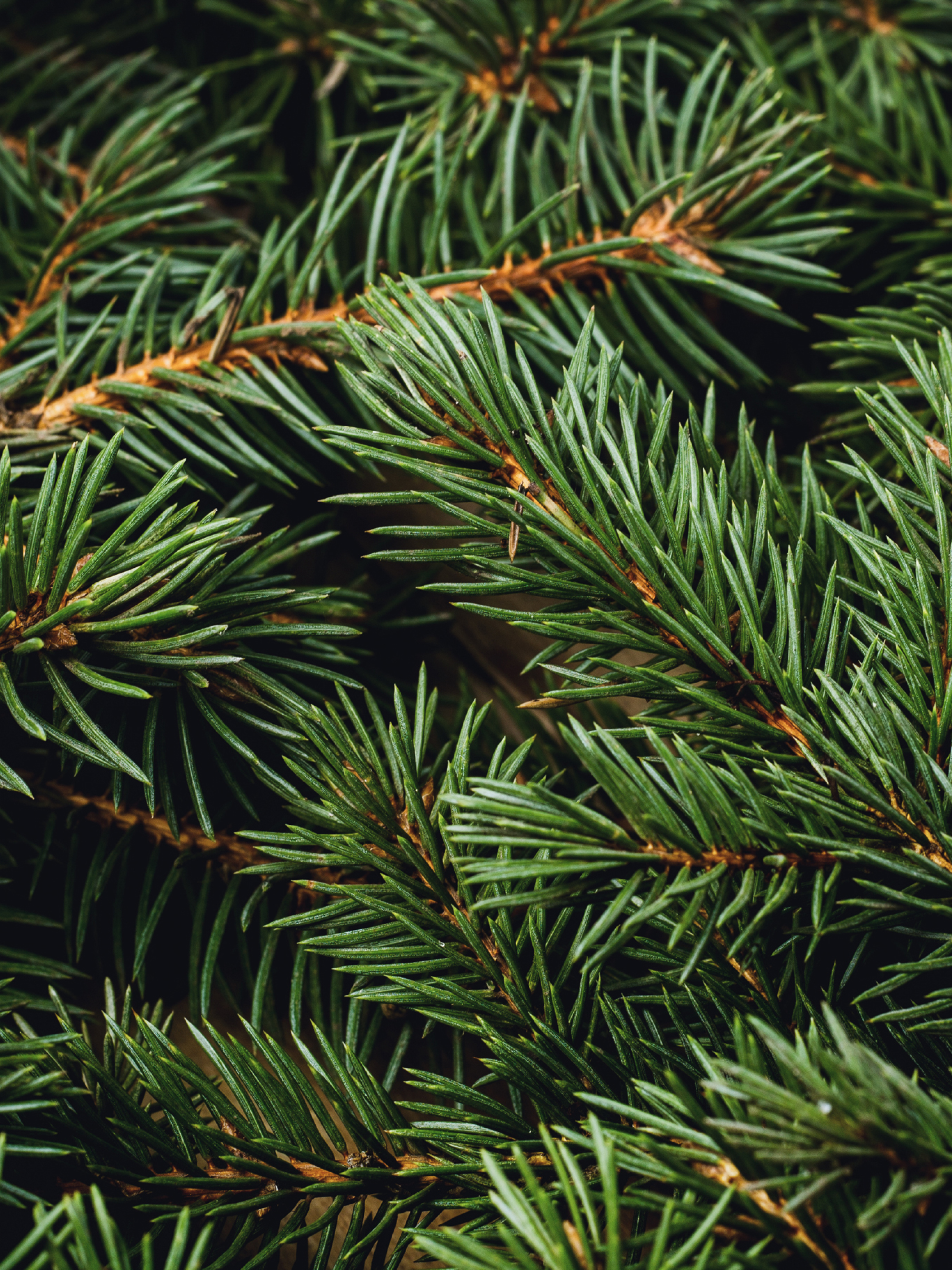Swiss Pine & Eucalyptus - Fragrance That Fits Your Life