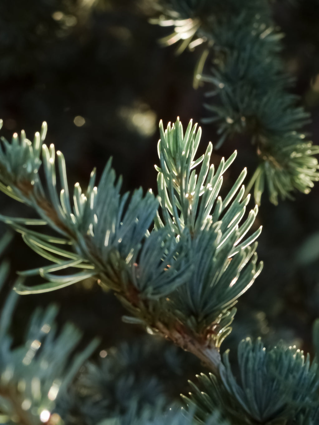 Utah - Relax Into Better Fragrance