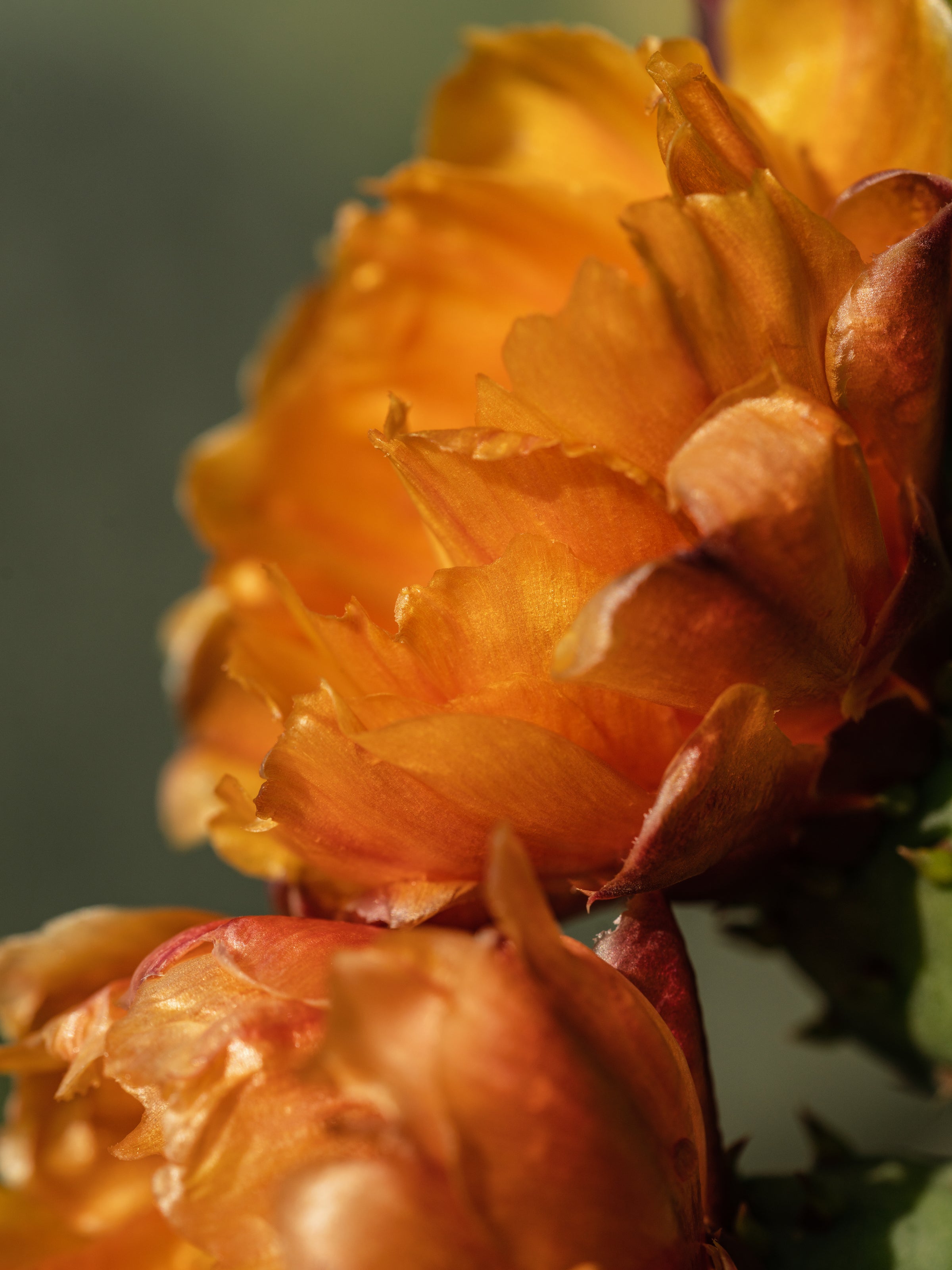 Cactus Flower - Scent Your Entryway