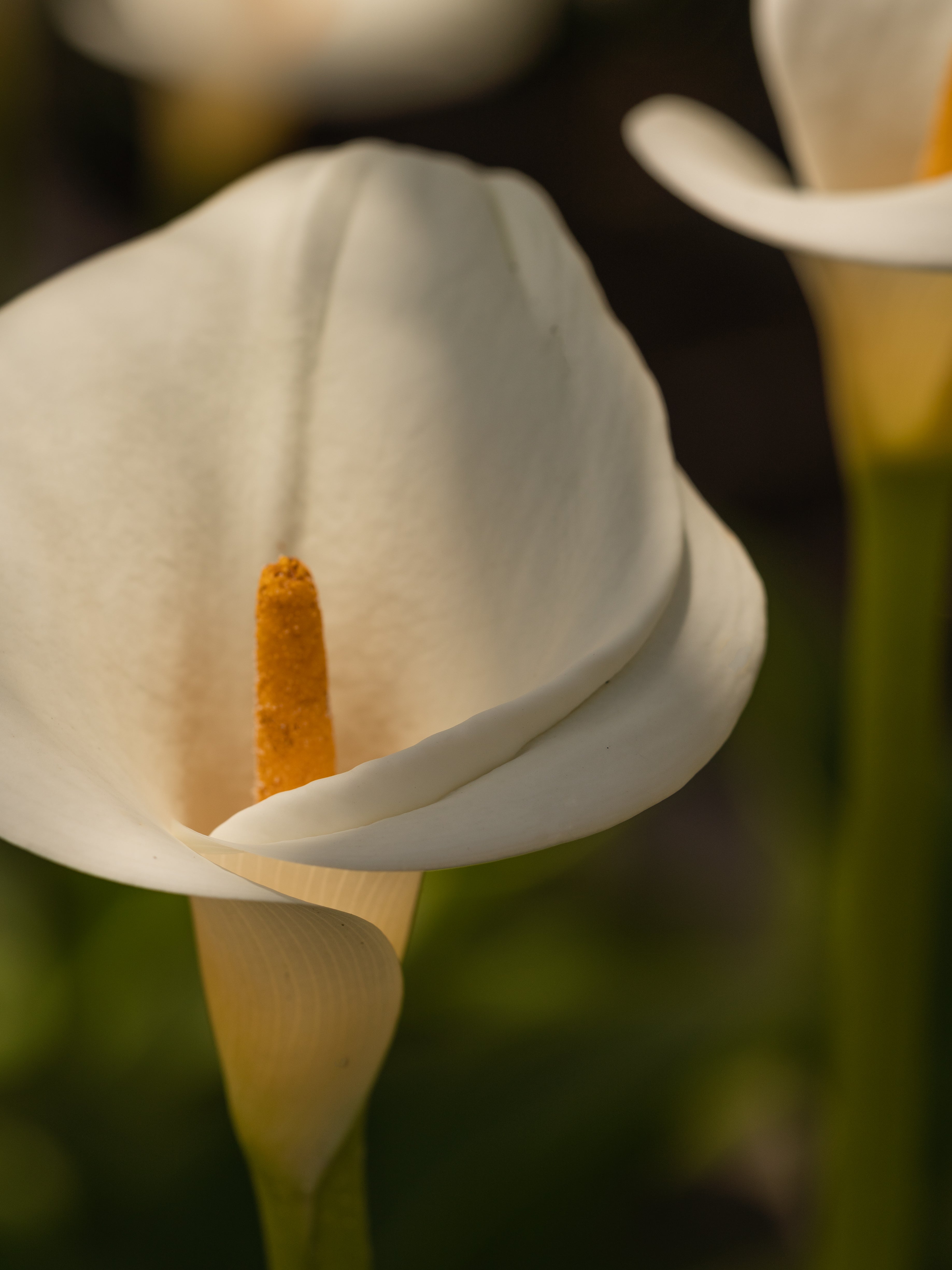 White Flower No. 42 - Freshen Your Home Routine