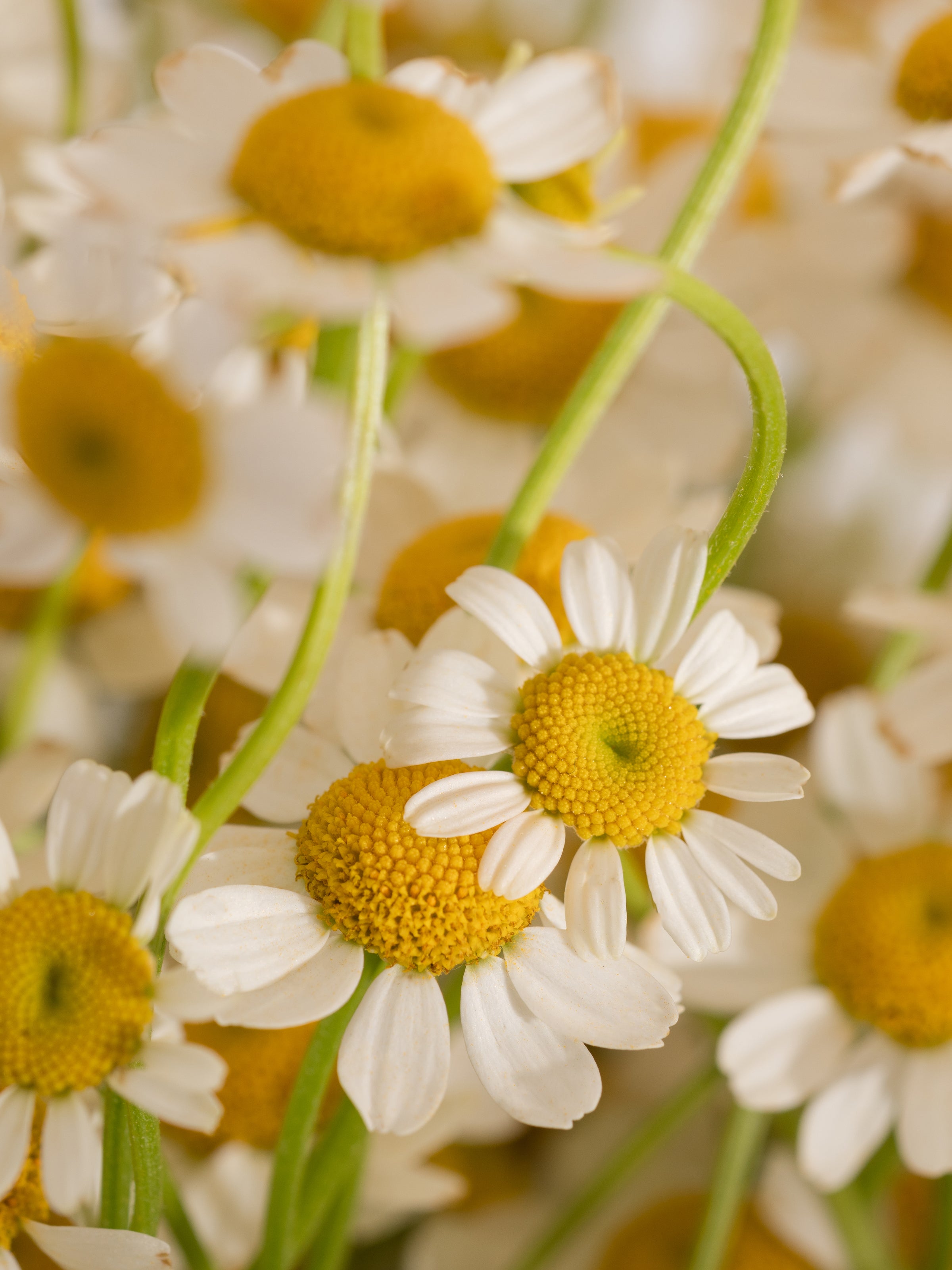 Chamomile Lavender - Find Your Everyday Fresh