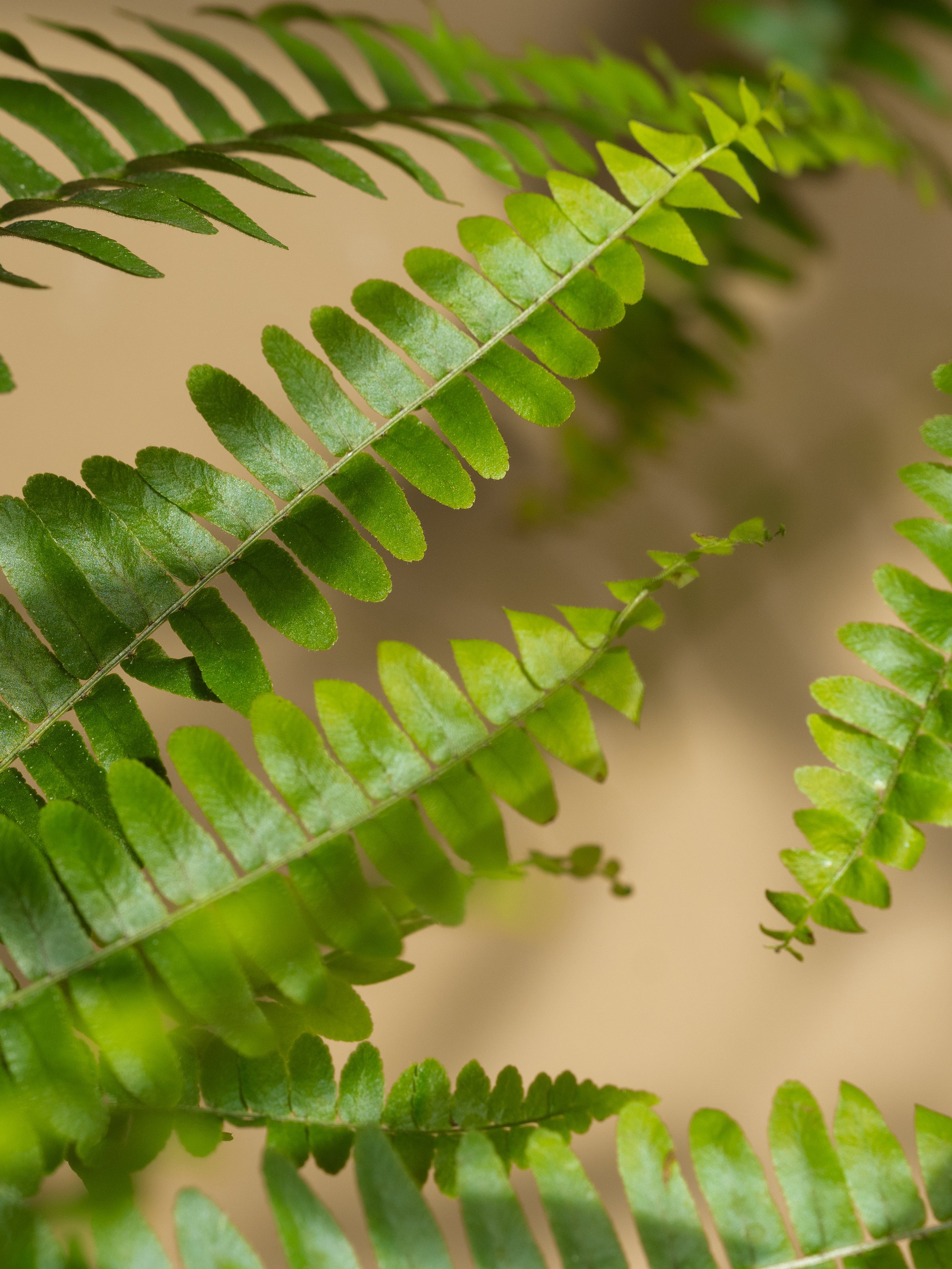 Fern Moss - Refresh Every Corner