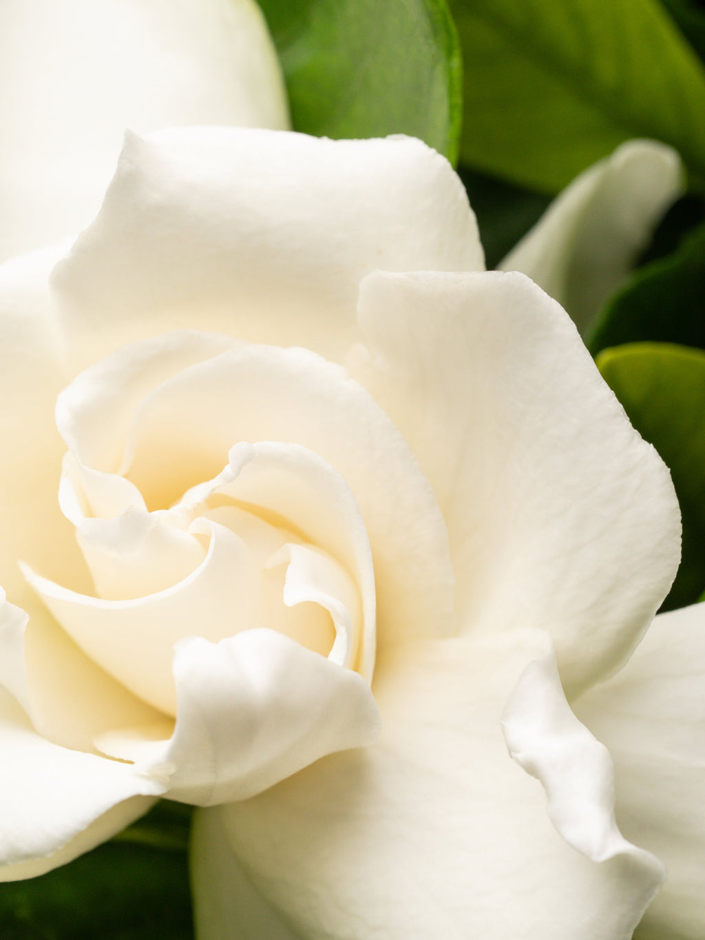 Goldleaf Gardenia﻿ - Smart Fragrance for Your Car