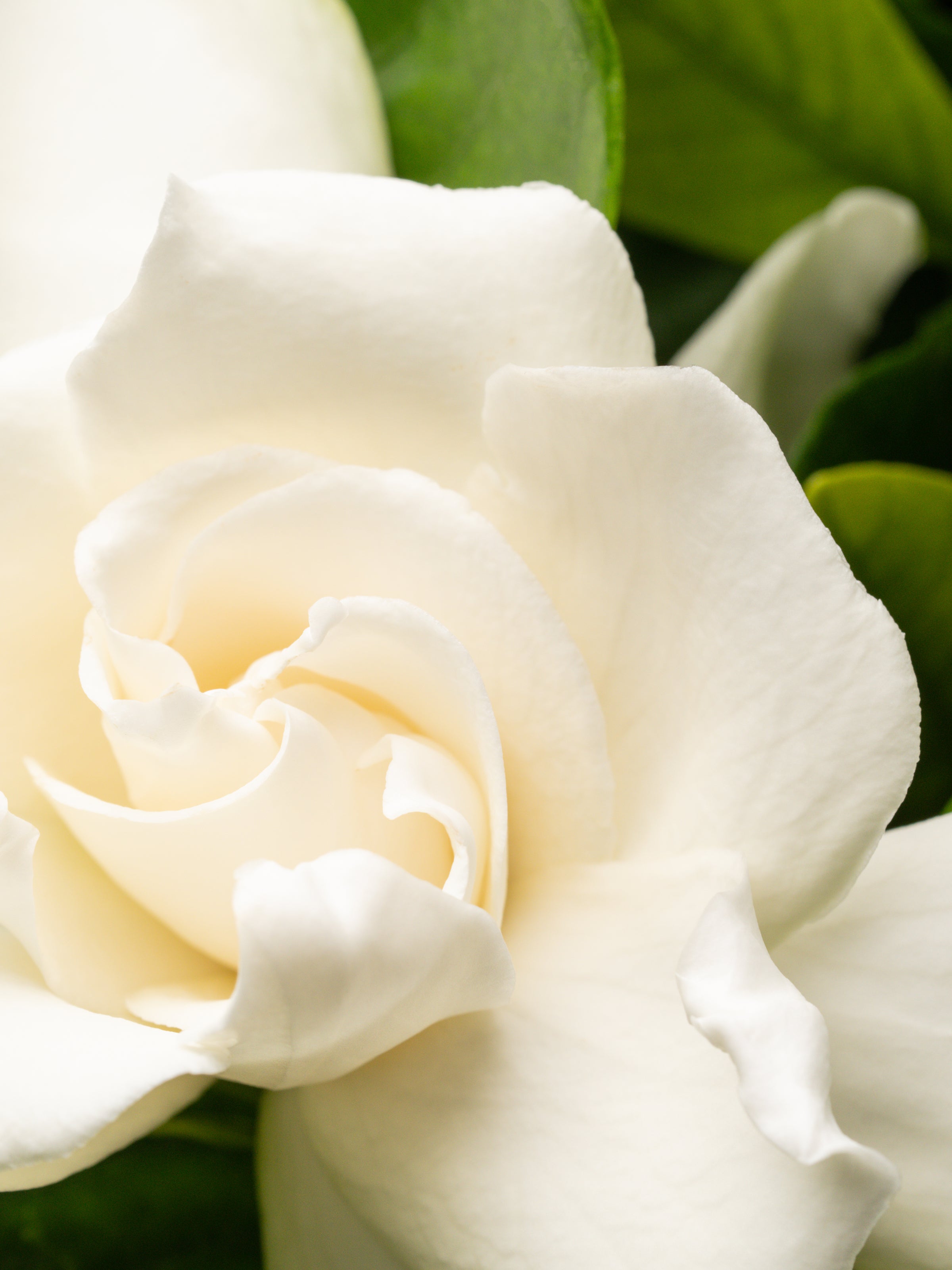 Goldleaf Gardenia﻿ - Smart Fragrance for Your Car