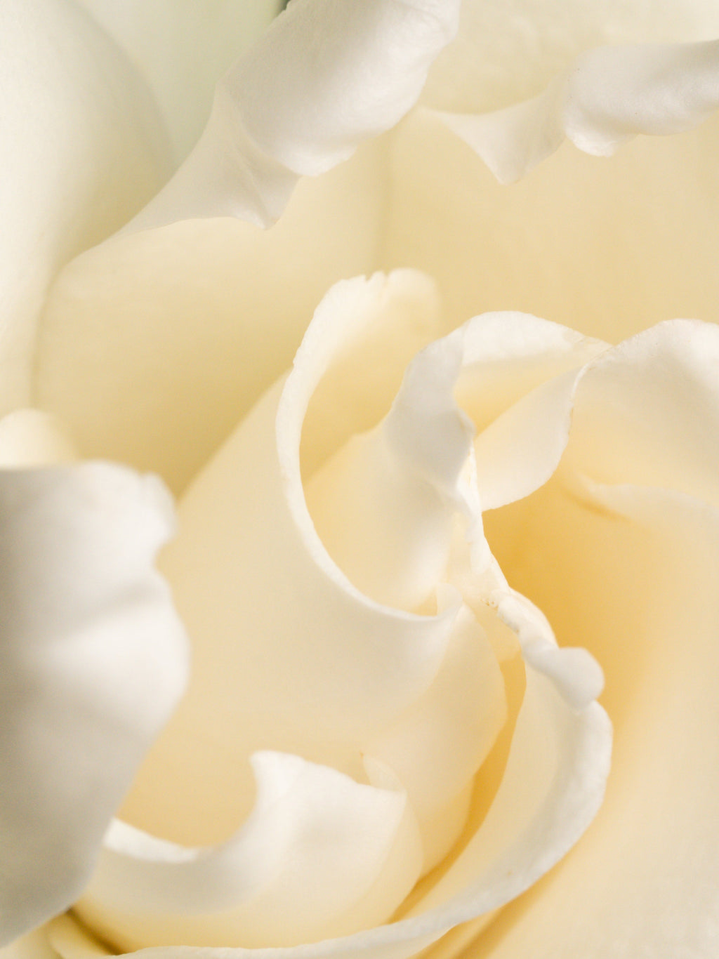 Fresh Cut Gardenia - Freshen Up Your Favorite Spaces