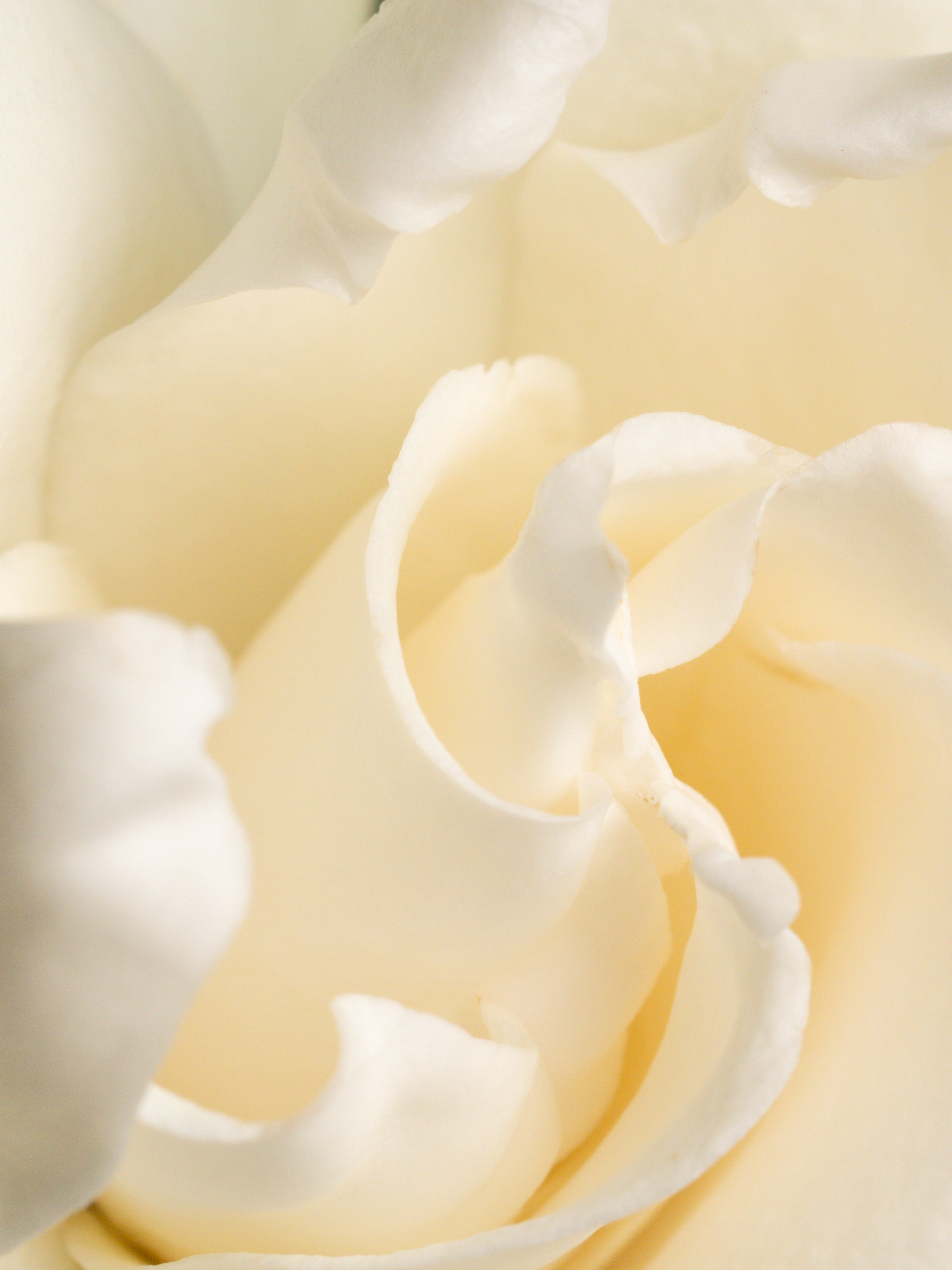 Fresh Cut Gardenia - Freshen Up Your Favorite Spaces