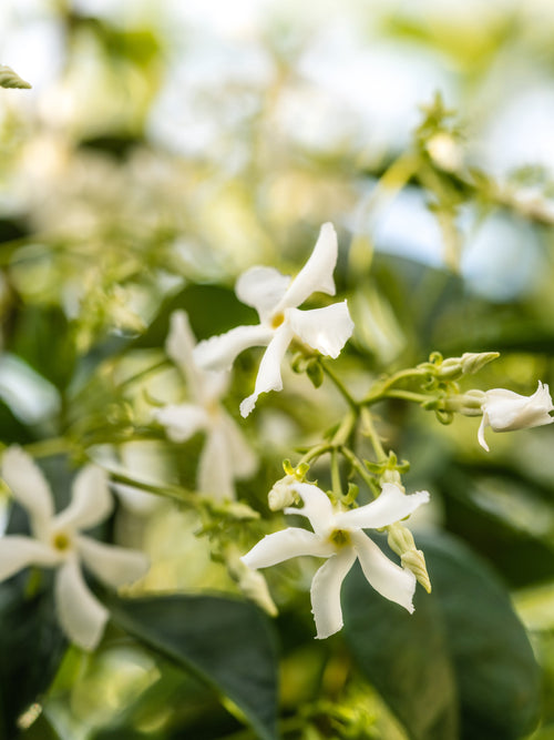 California Sun - Home Scent Without the Hassle