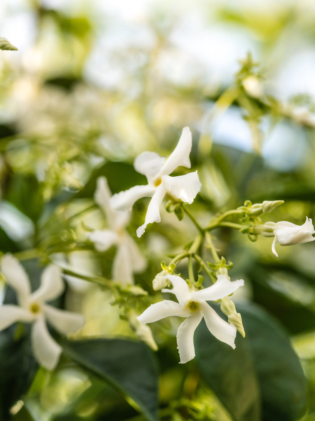 White Tea No. 1 - Fragrance That Feels Easy