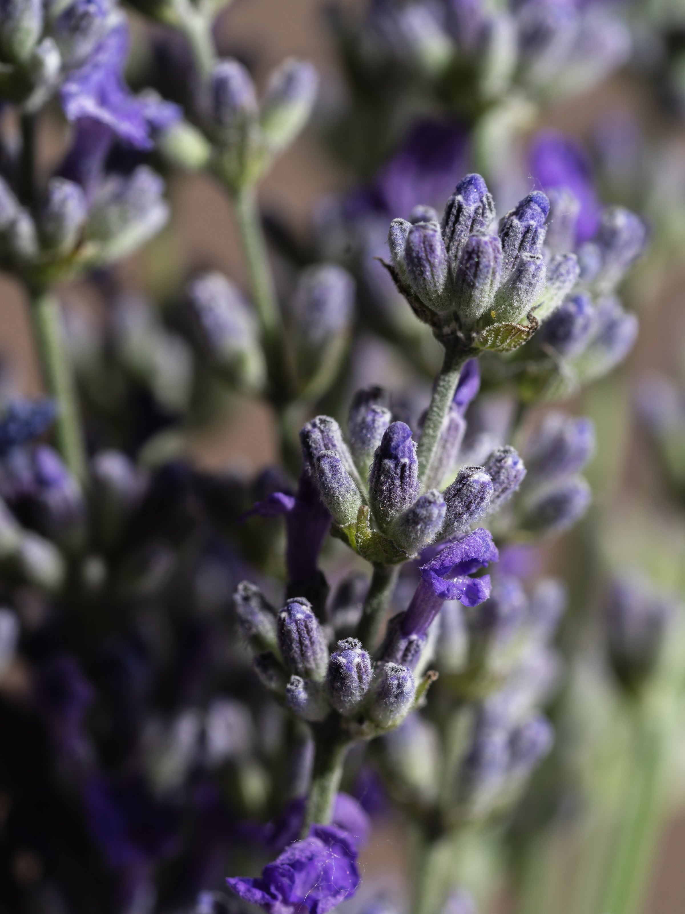 Cedar Leaf & Lavender - Scent Your Entryway
