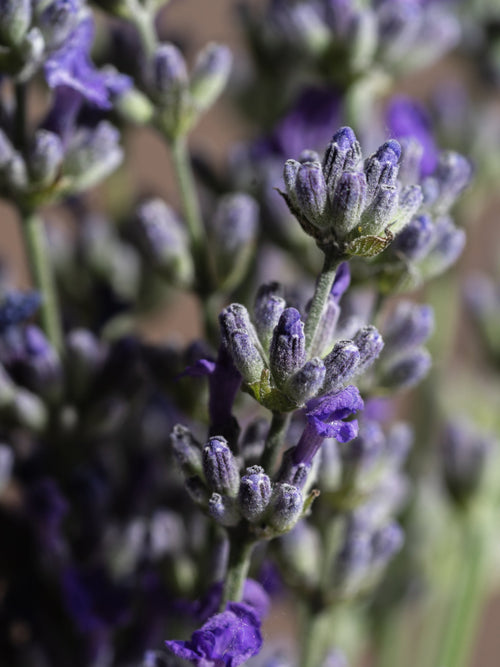Cedar Leaf & Lavender - Scent Your Entryway