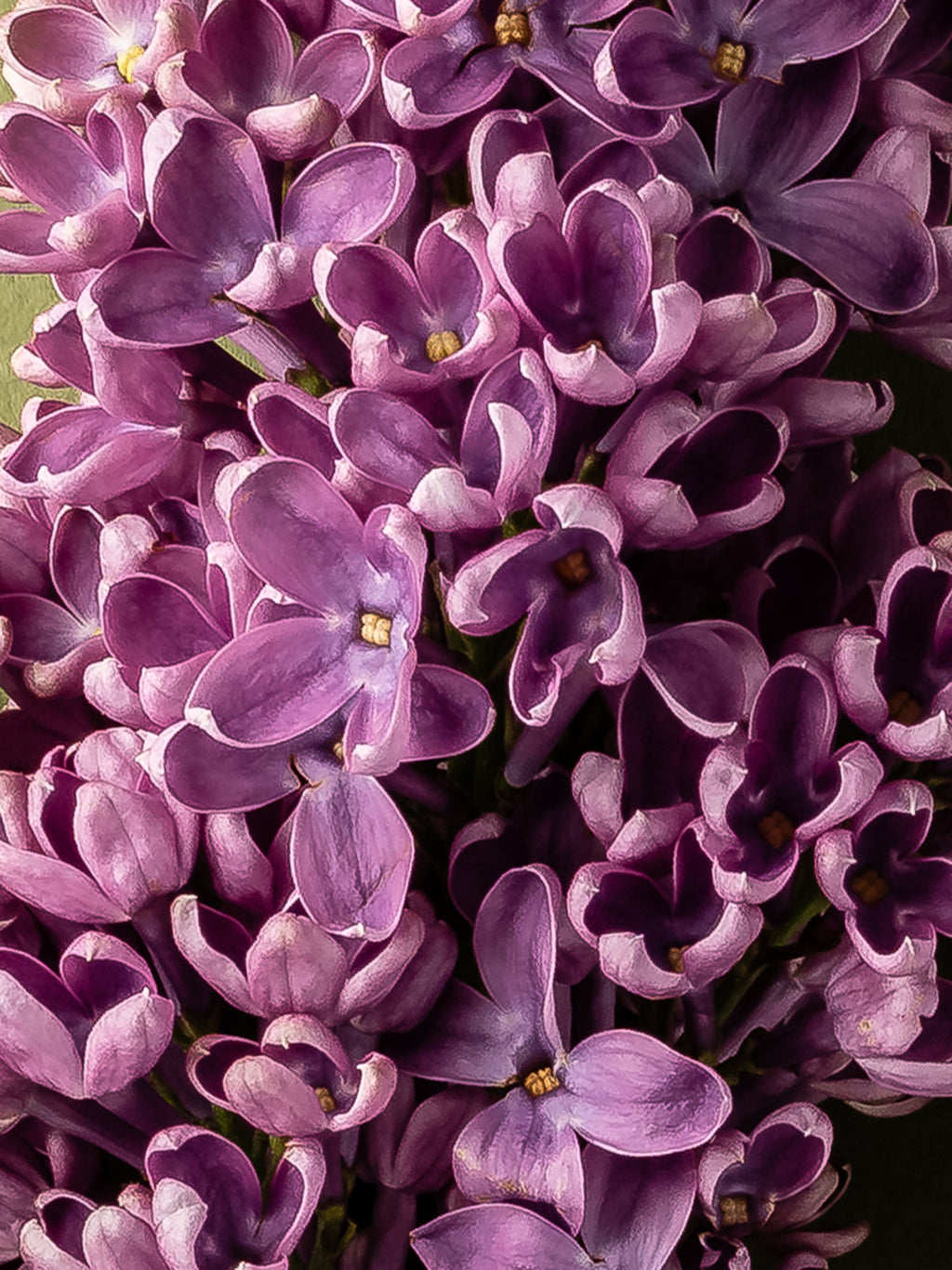 French Lilac - Home Fragrance Made Personal
