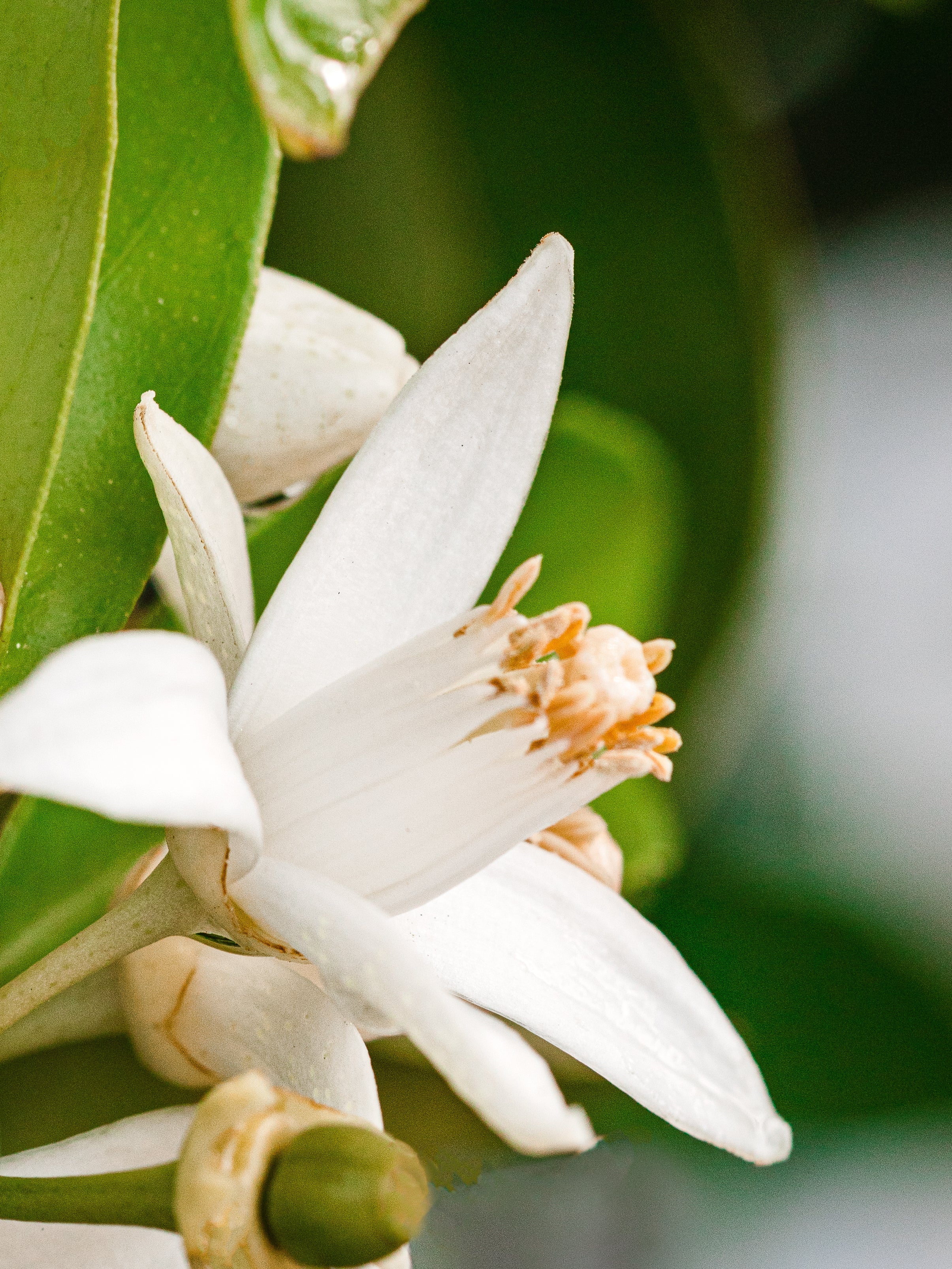 Orange Blossom Neroli - Smart Fragrance for Daily Life