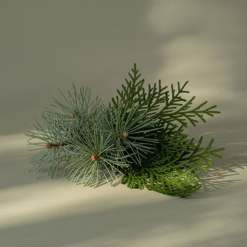 Birchwood Pine - Freshen Up Your Space