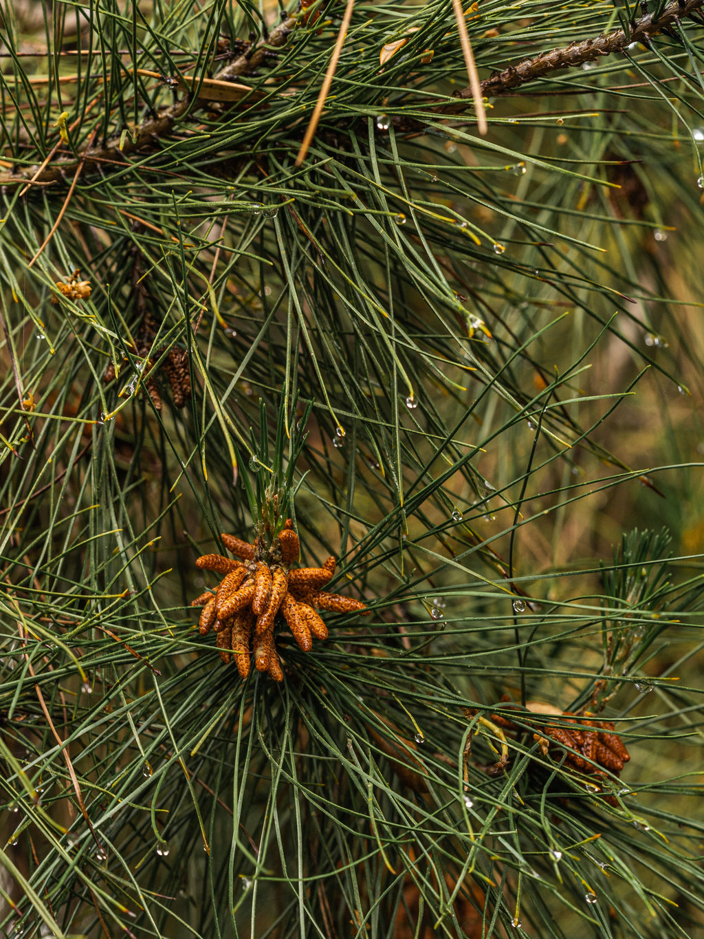 Crystal Pine - Freshen Your Home the Easy Way