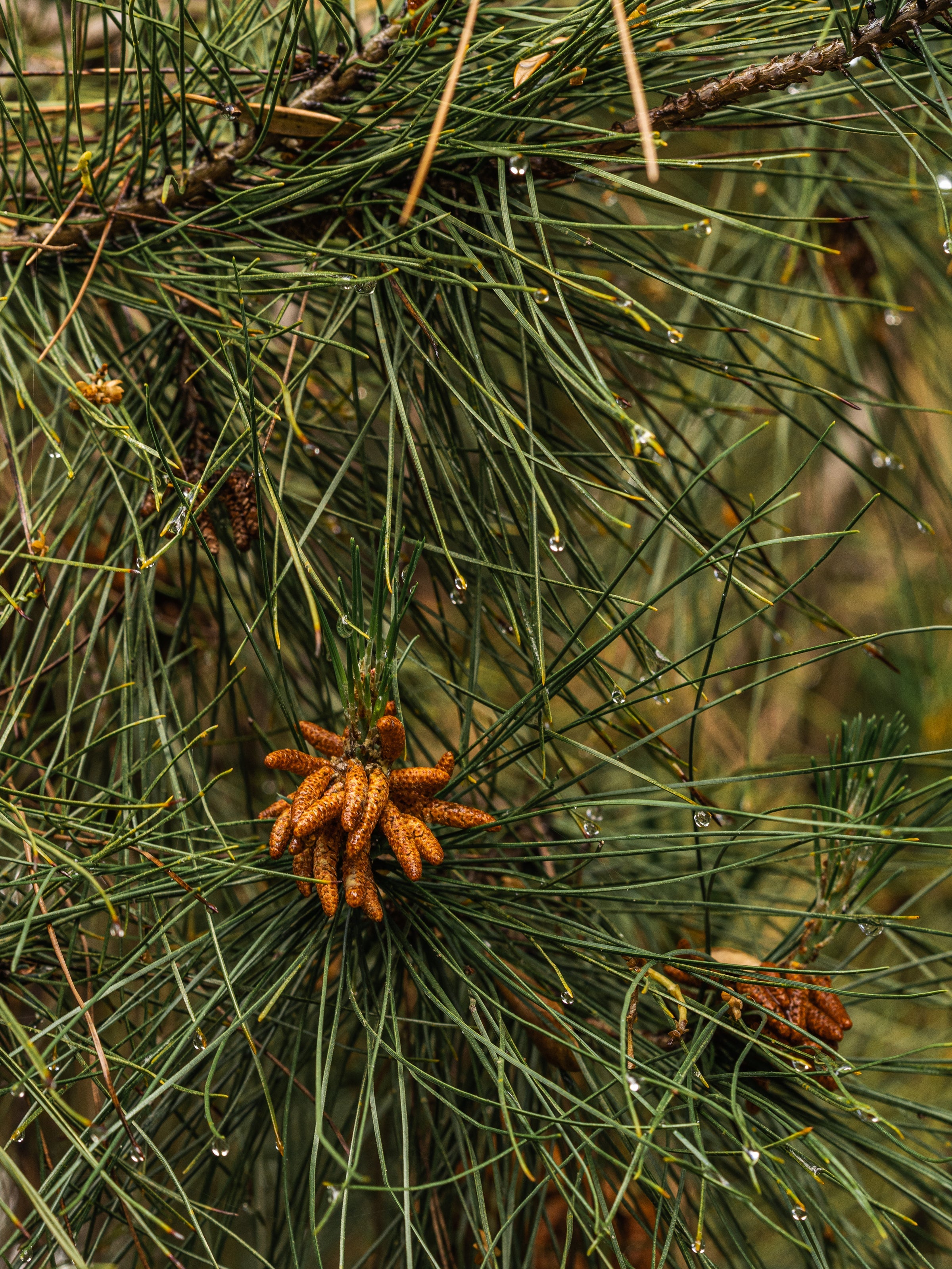 Crystal Pine - Freshen Your Home the Easy Way