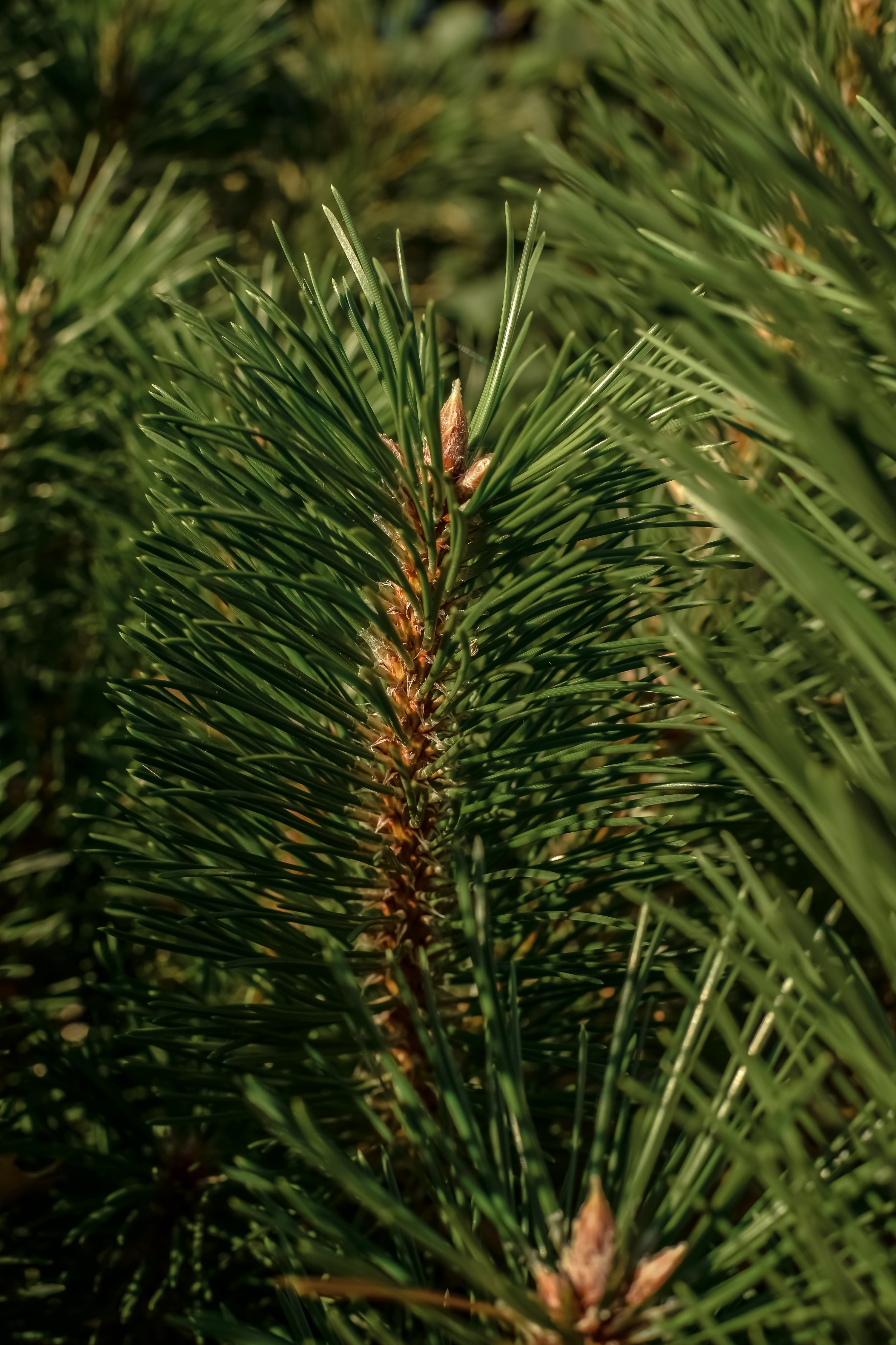 The Smell of Tree - Refresh Your Car and Home