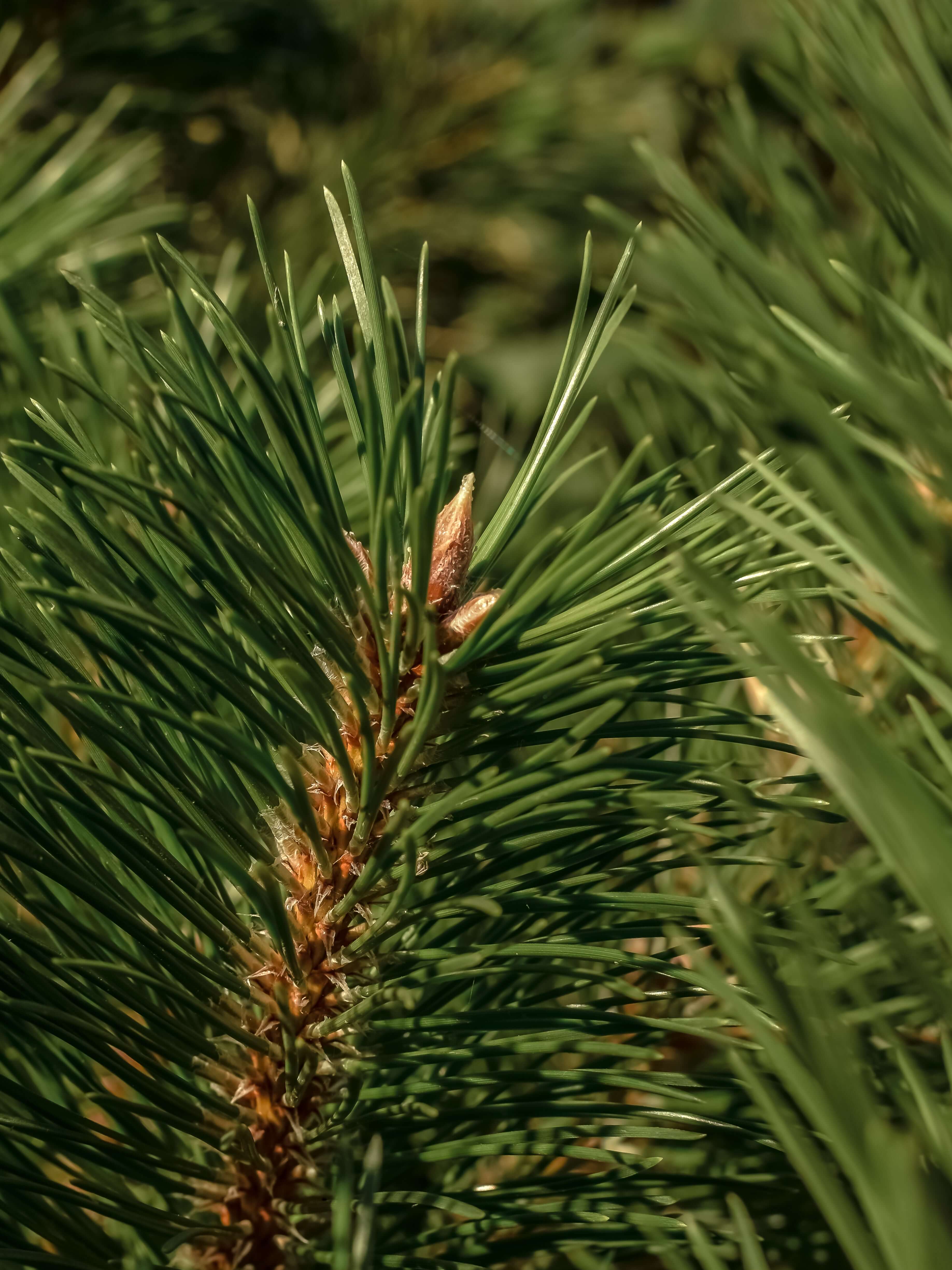 Frasier Fir - Bring Your Rooms to Life