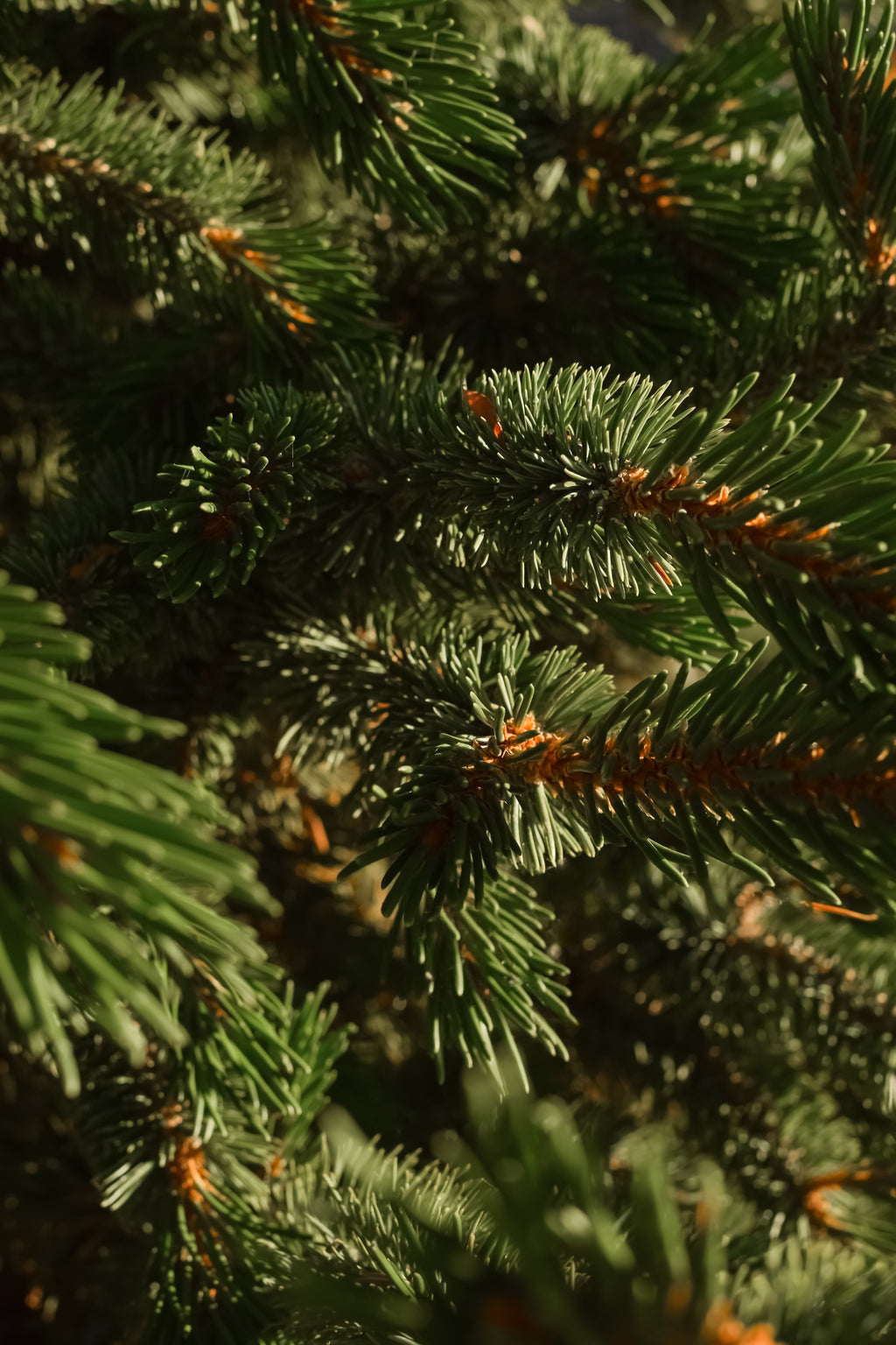Fallen Fir - Fragrance That Moves With You