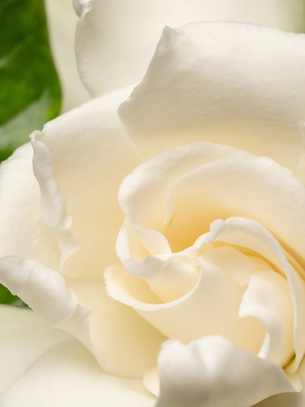 Night Gardenia - Small Device Big Freshness