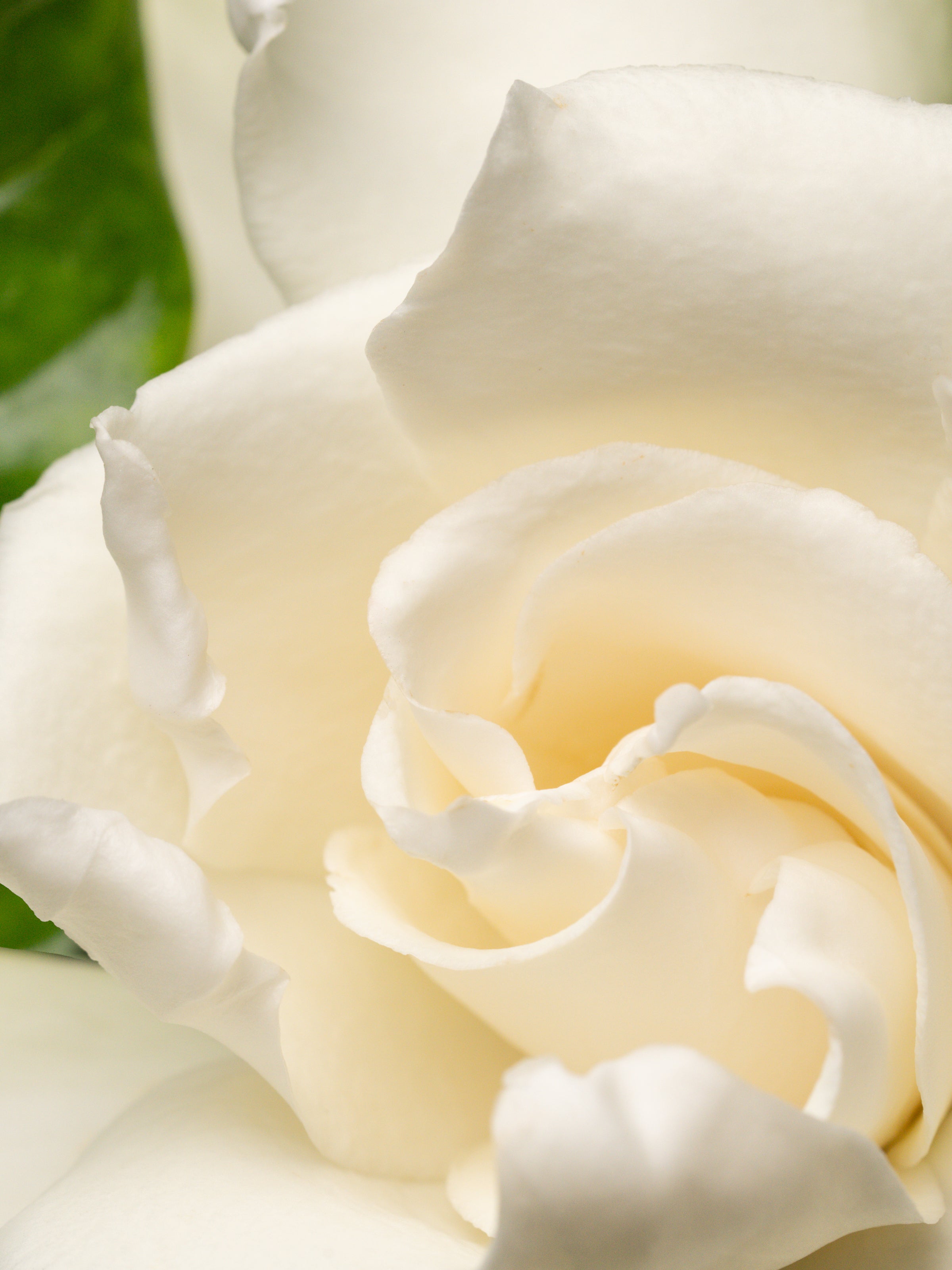 Night Gardenia - Small Device Big Freshness