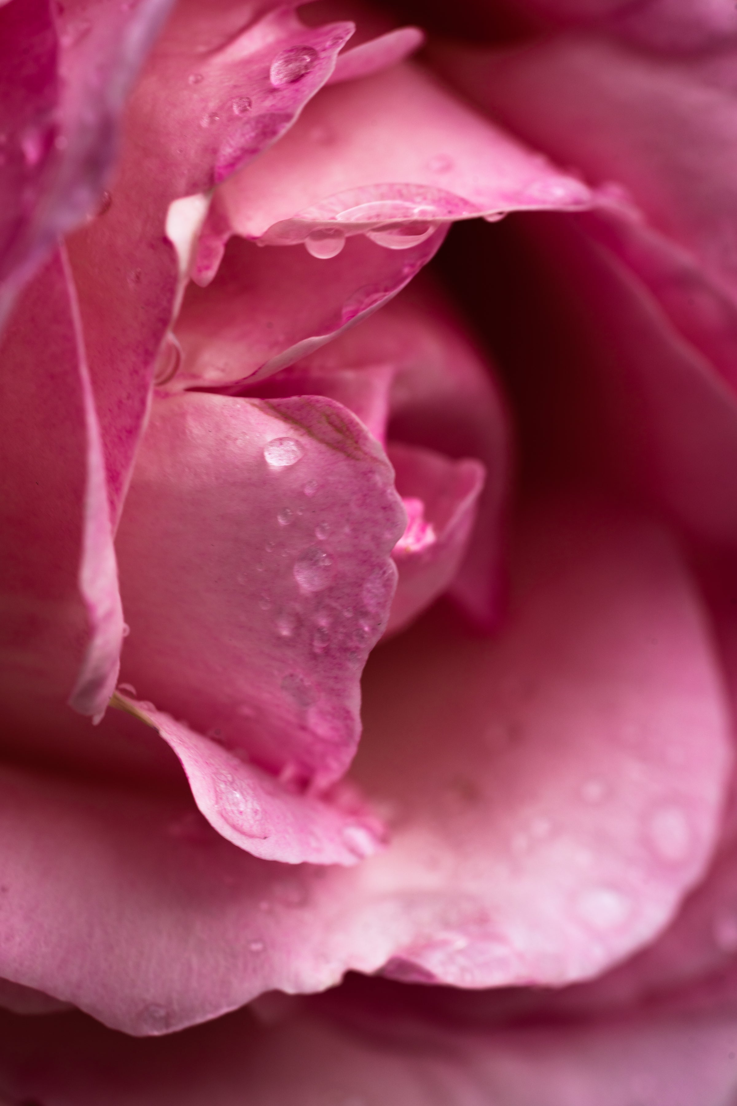 Rose Noir & Oud - Make Scent Part of Home