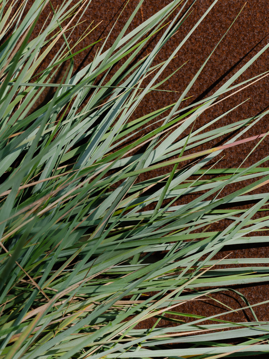 White Vetiver - Bring Freshness to Your Day