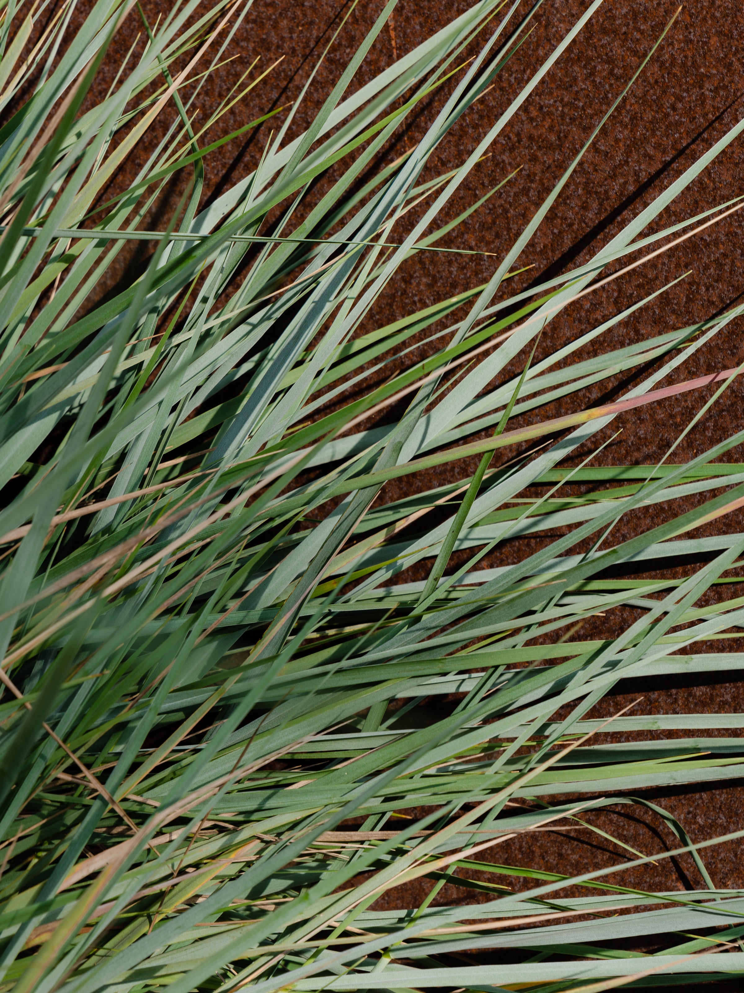 White Vetiver - Bring Freshness to Your Day
