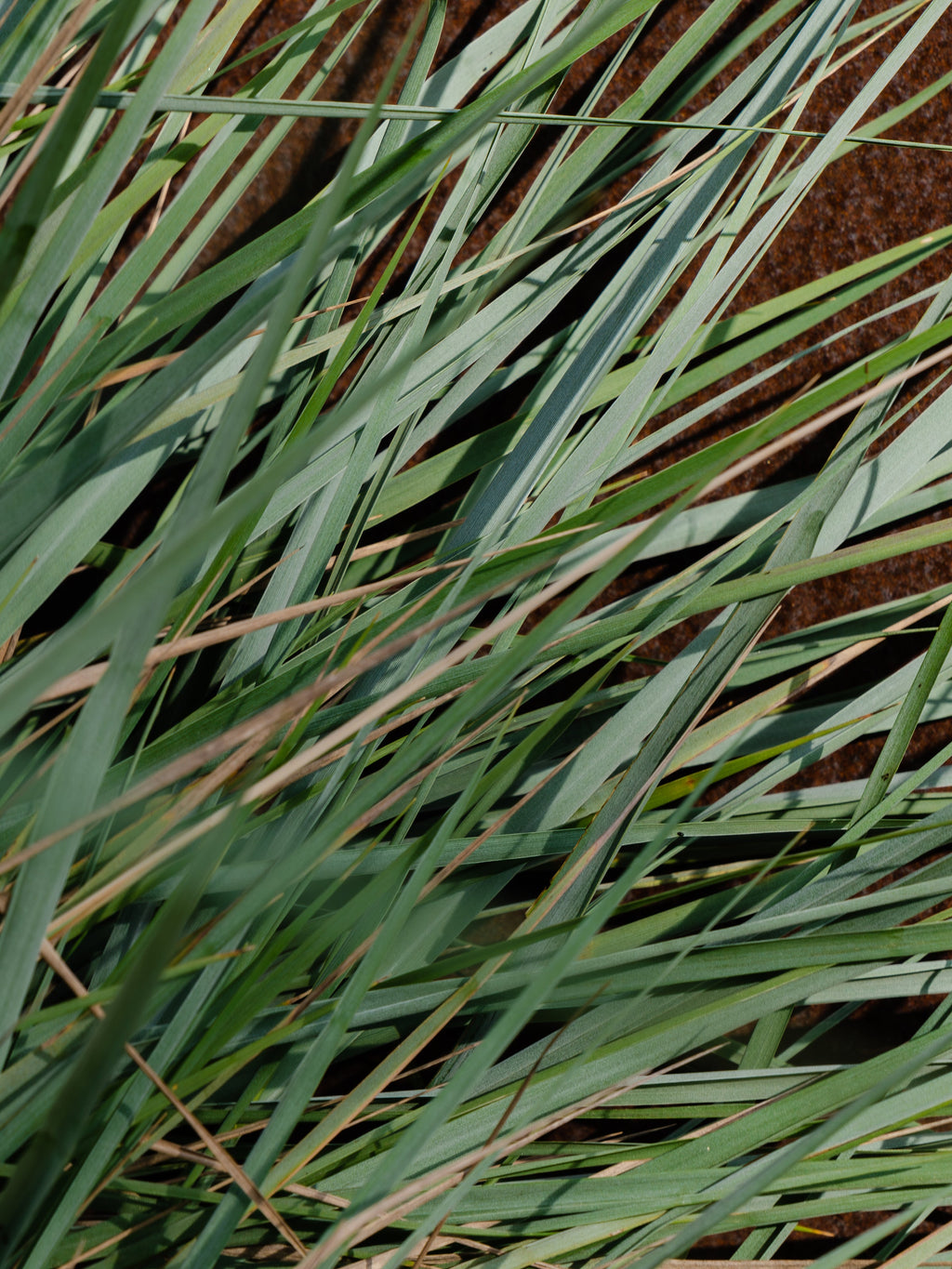 White Vetiver - Fresh Home Energy Starts Here