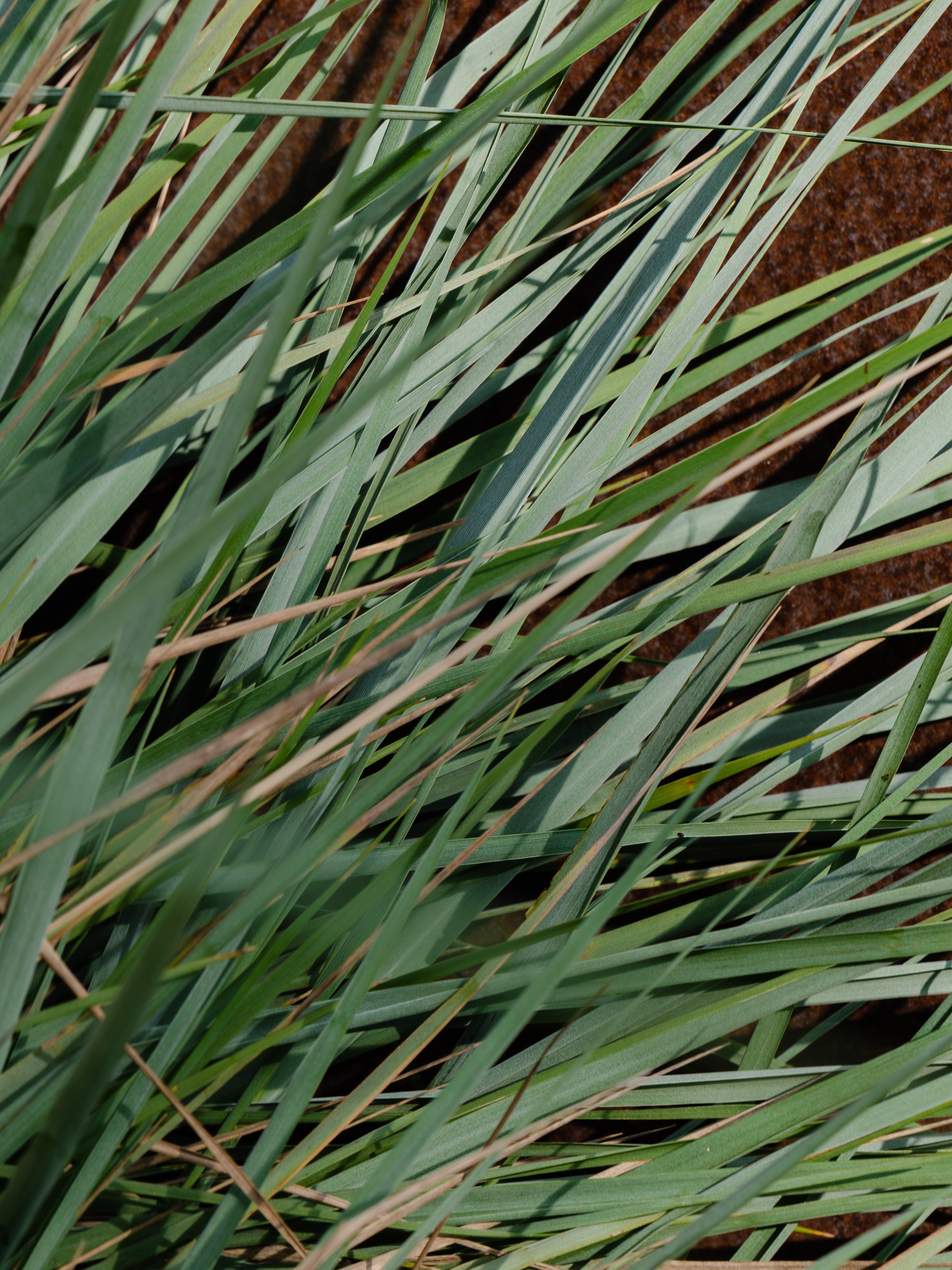 White Vetiver - Fresh Home Energy Starts Here